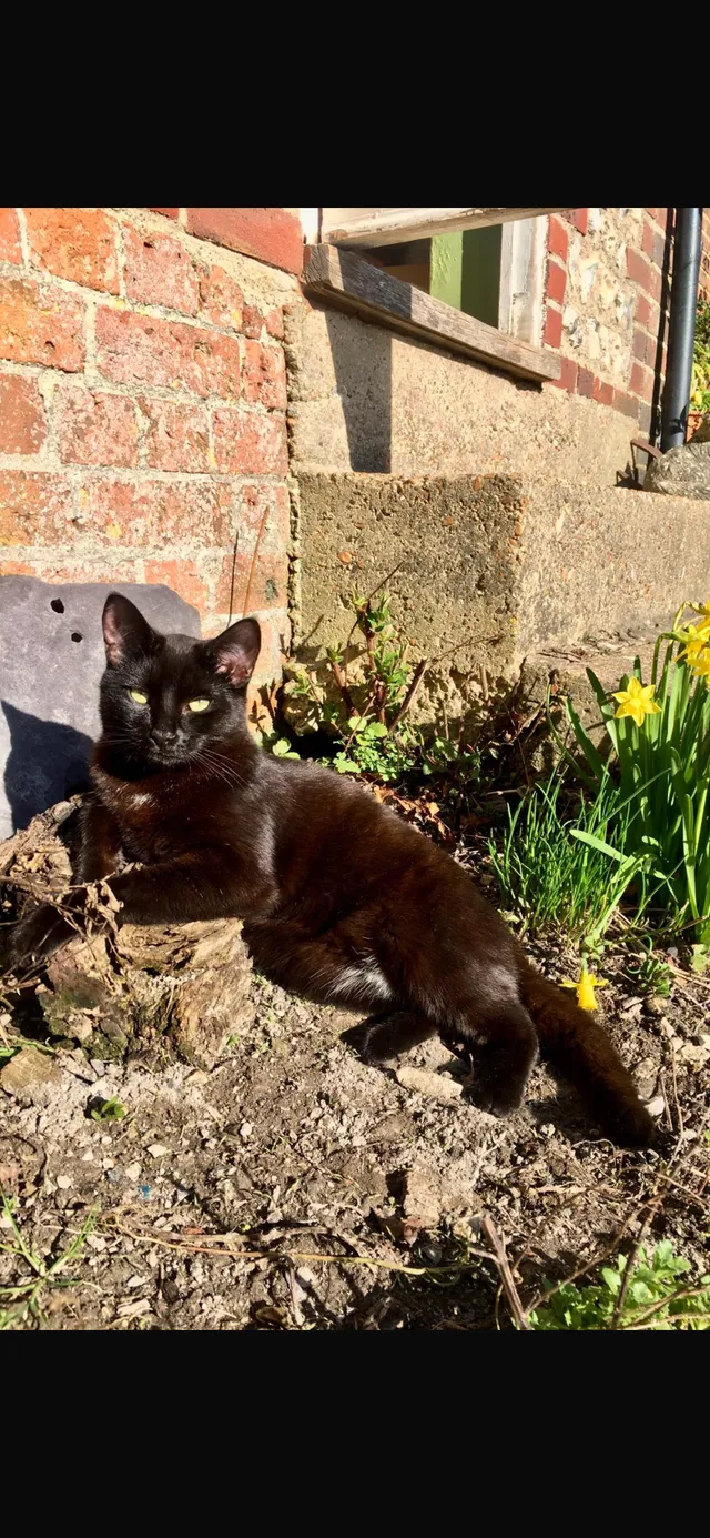Sid - Bramble Drive, Hailsham