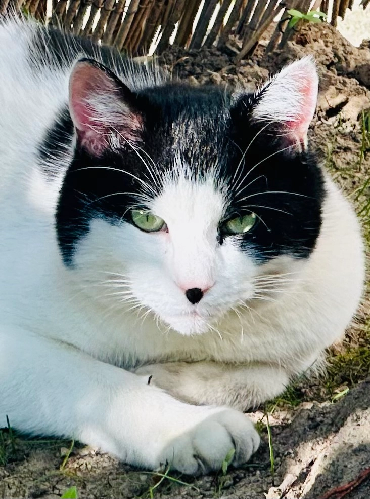 Mogli - Ardennenstraße, Regensburg