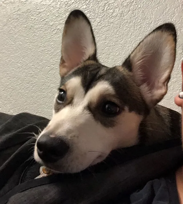 Luna - East Baseline Road, Phoenix
