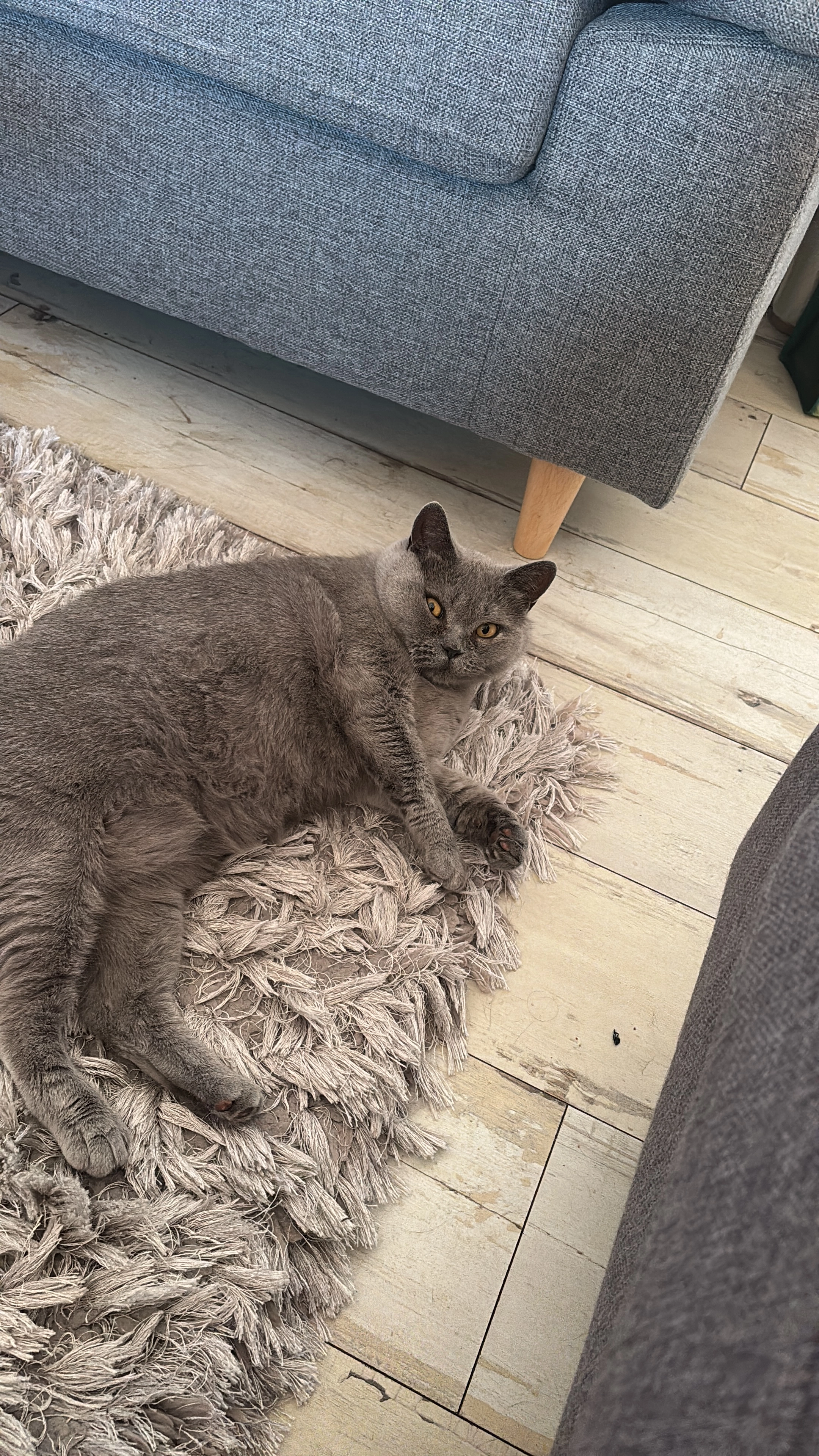 Lara(Larry) - Geiningen, Waldbröl