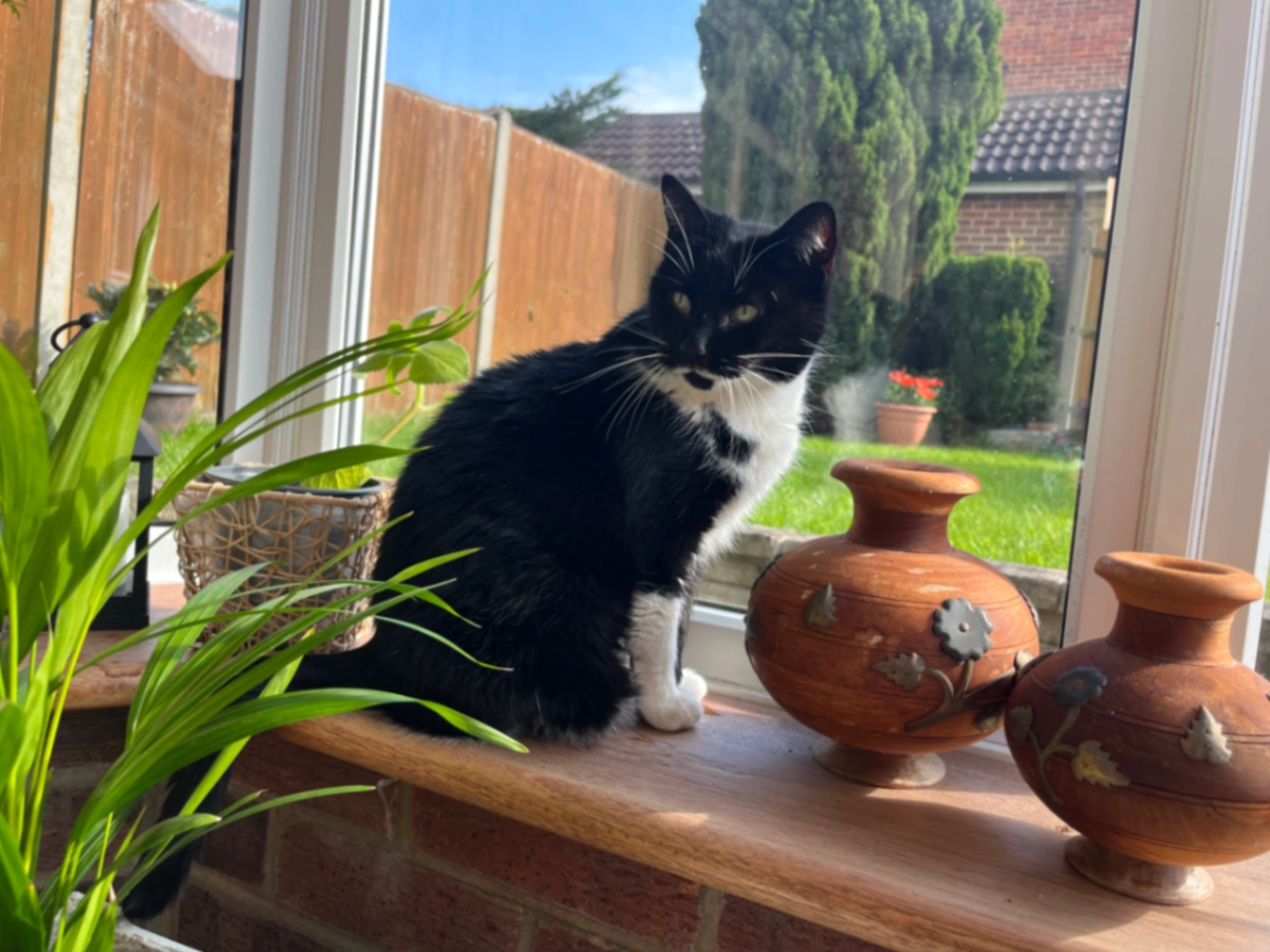 Betty - Laurie Gray Avenue, Chatham