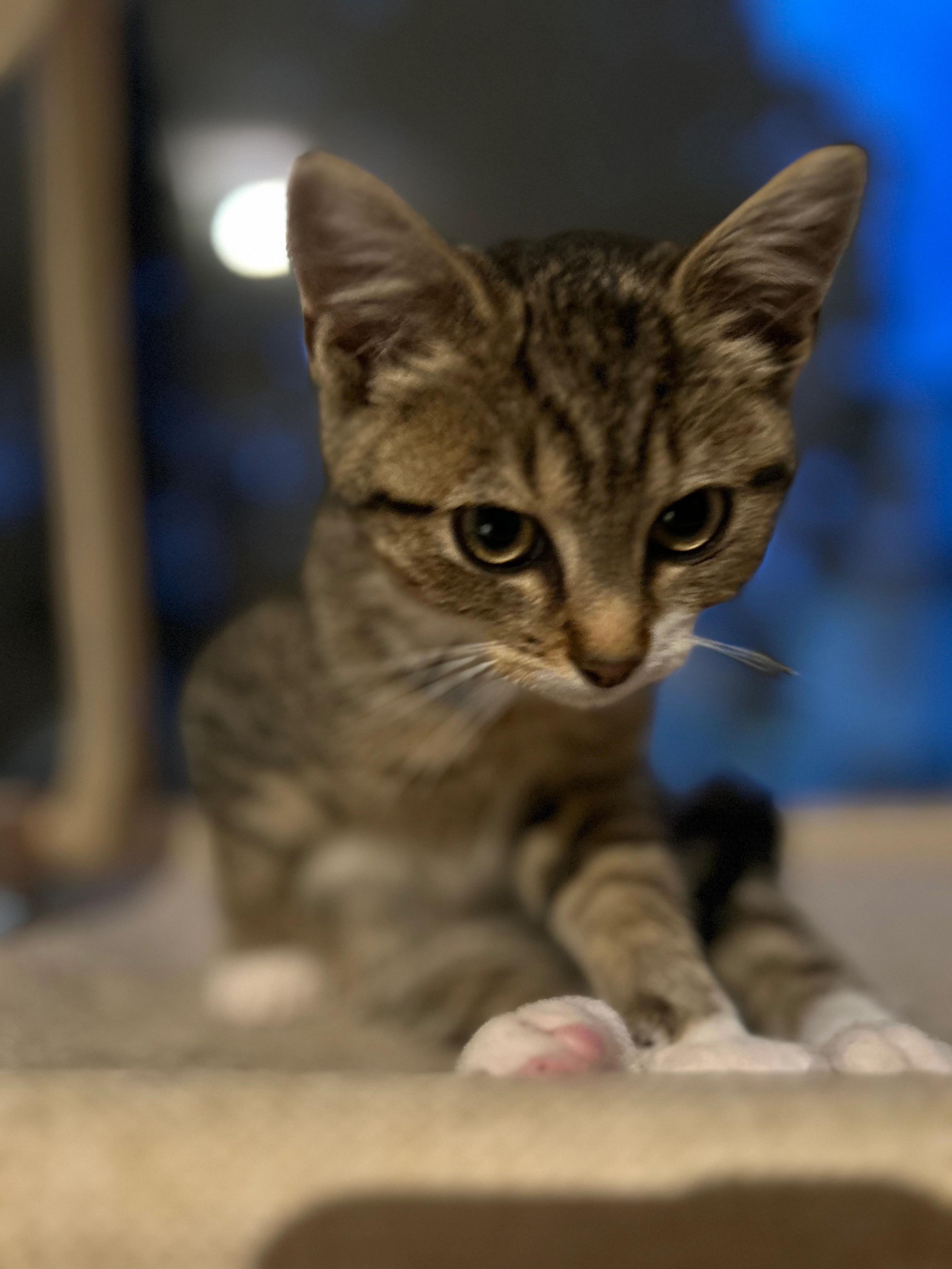 Nugget  - Leostraße , Troisdorf