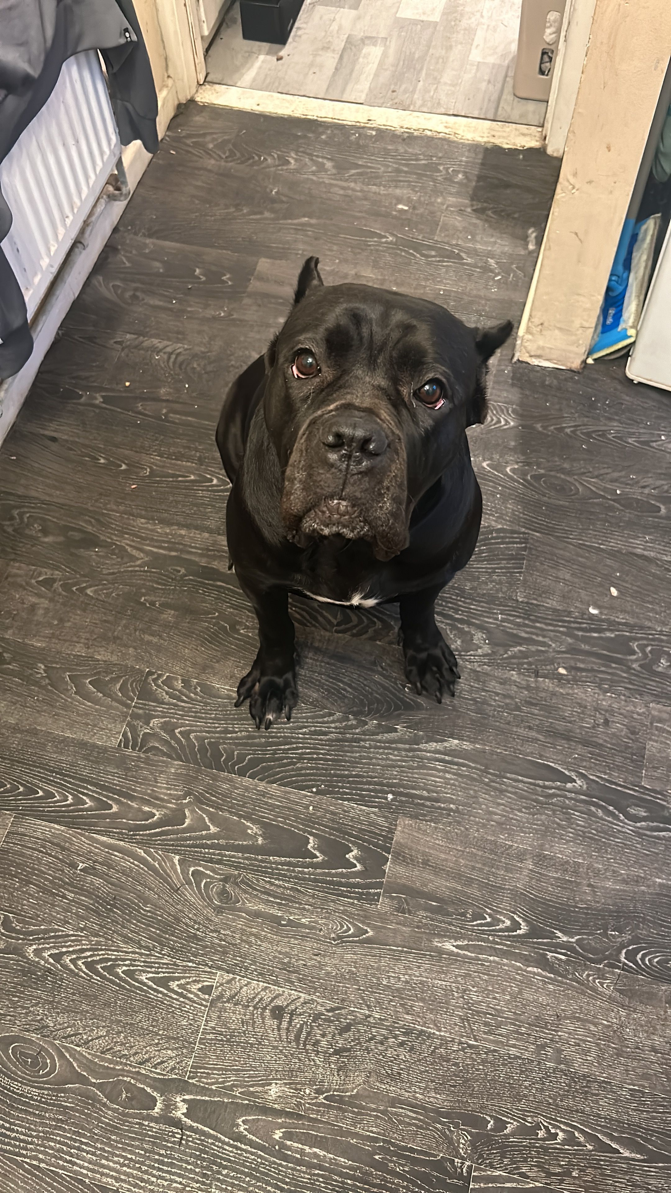 Dribble - Rye Close, Swindon