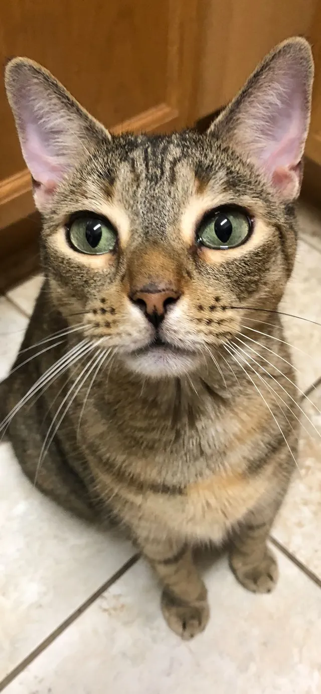 Josie - 807 S Fremont Ave, Tampa
