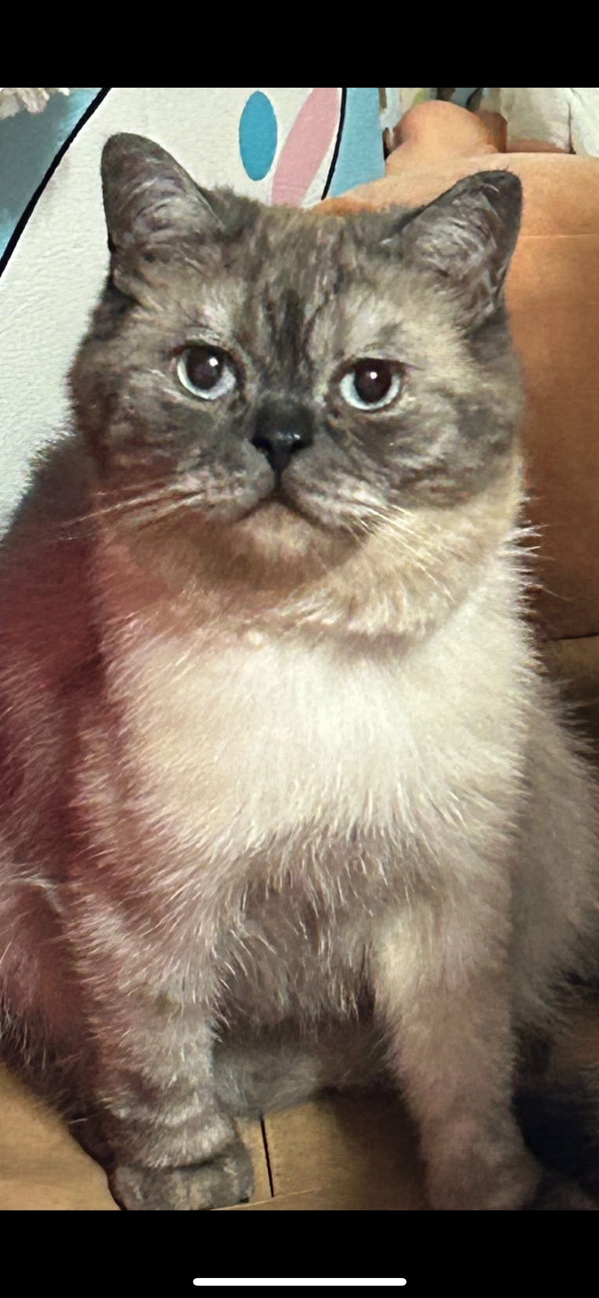 silver  - شارع يوسف حسين الرفاعي, وادي السير