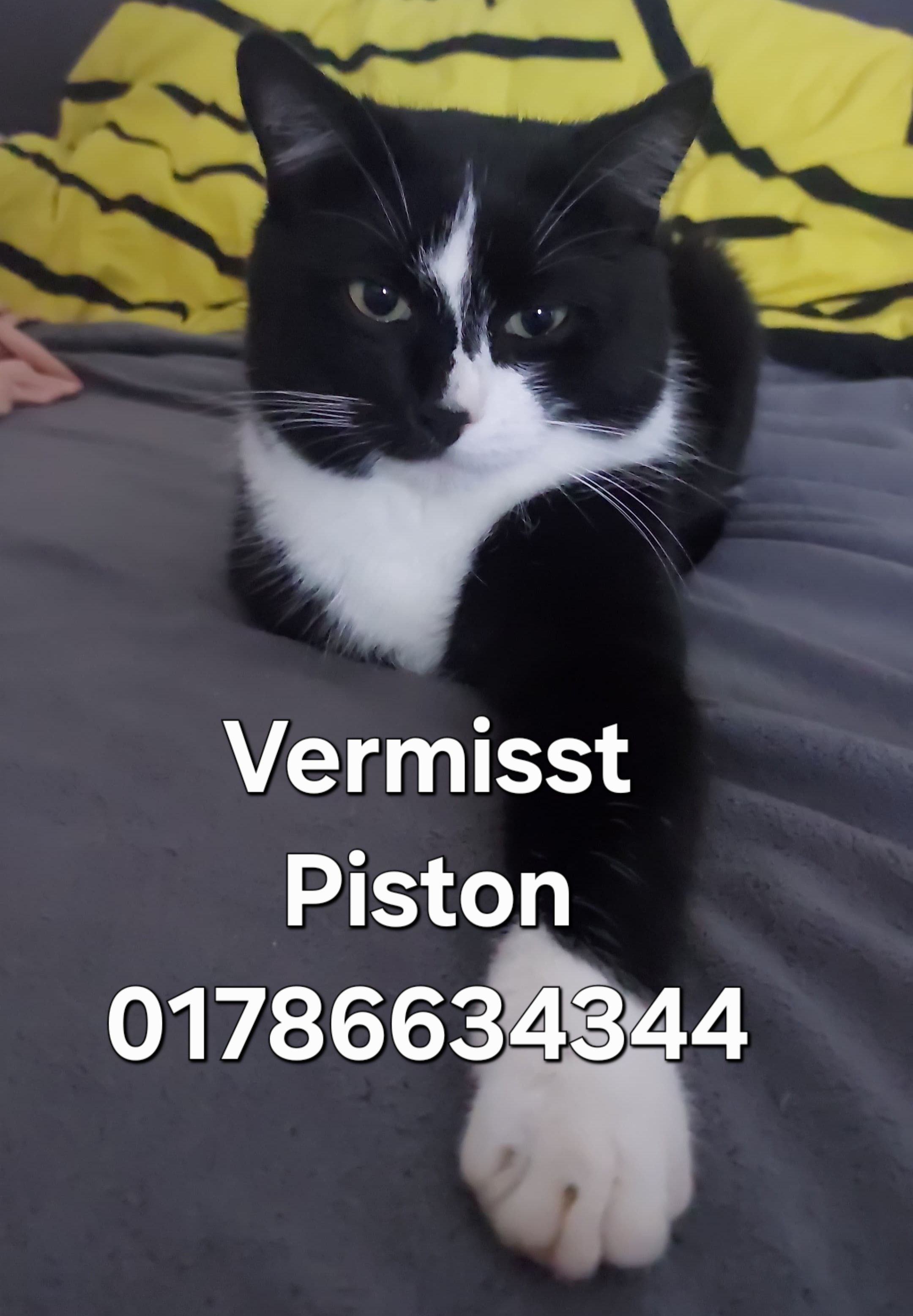 Piston - Im Gäßle, Haiterbach