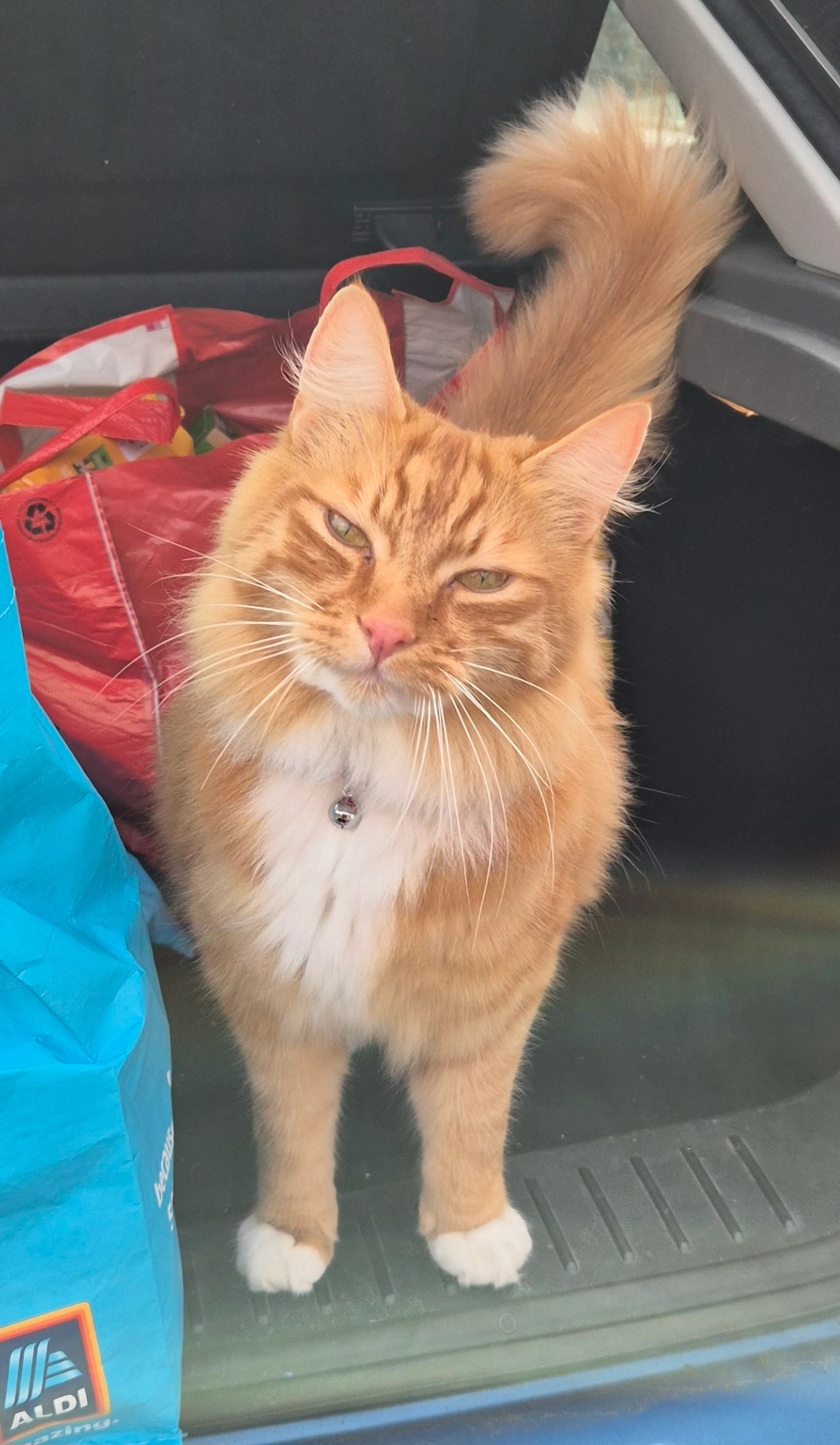 Biscuit - Belvedere Road, Ipswich