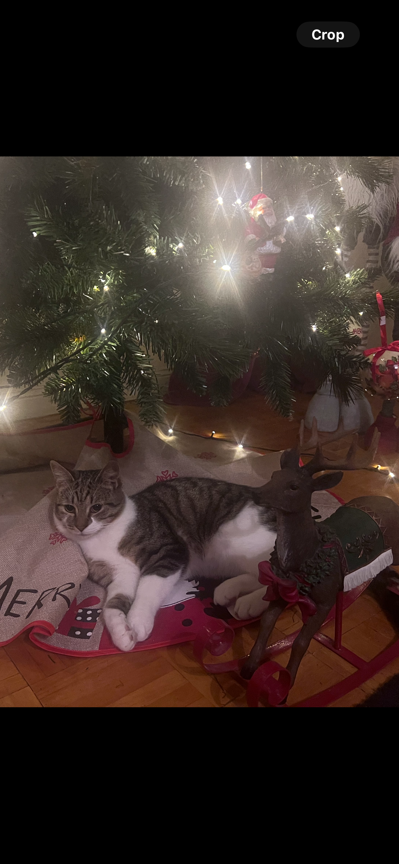 Loki - Oatfield Park, Clane