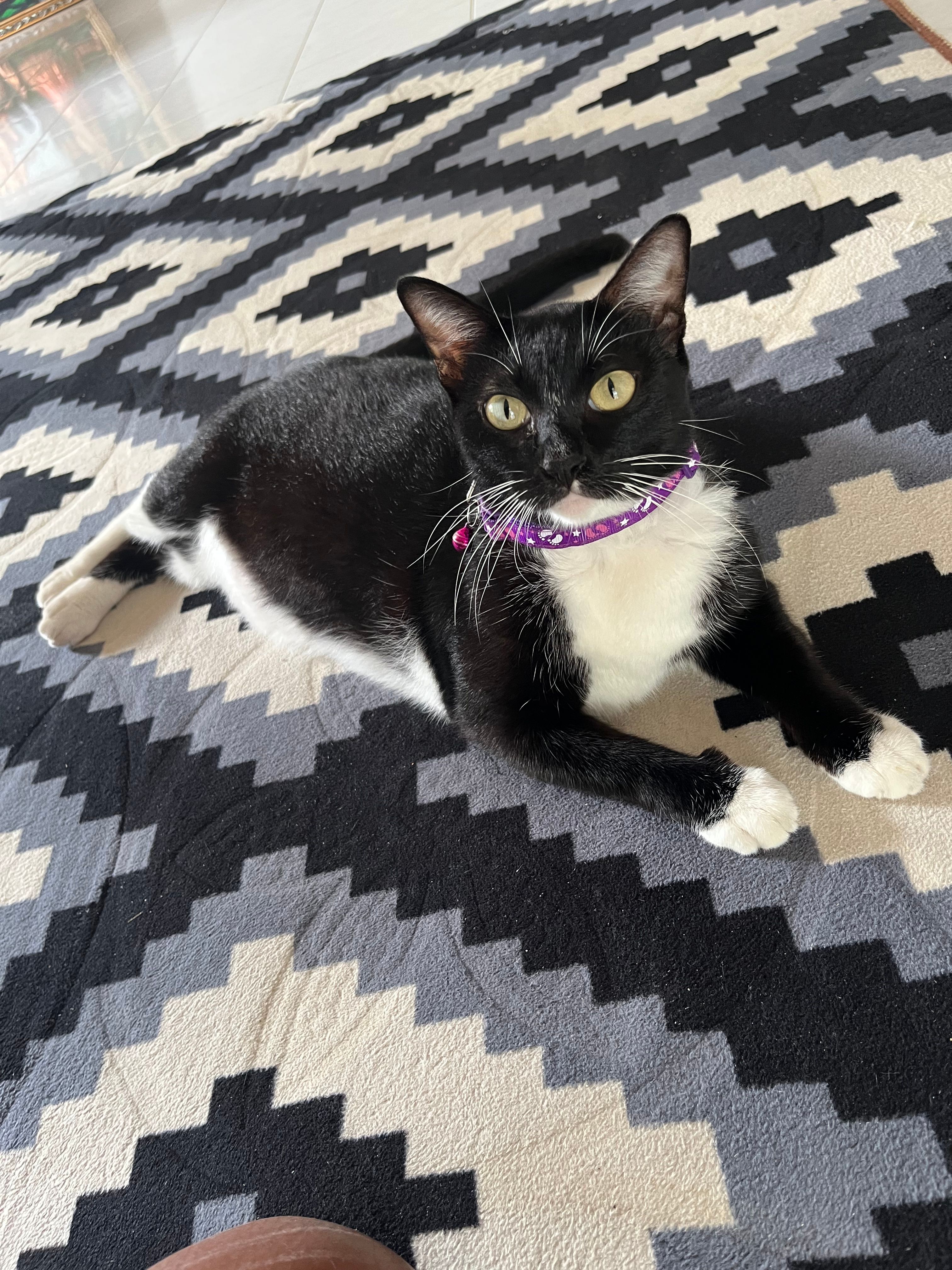 Papa - Lorong Ayu 2, Pengkalan Aor