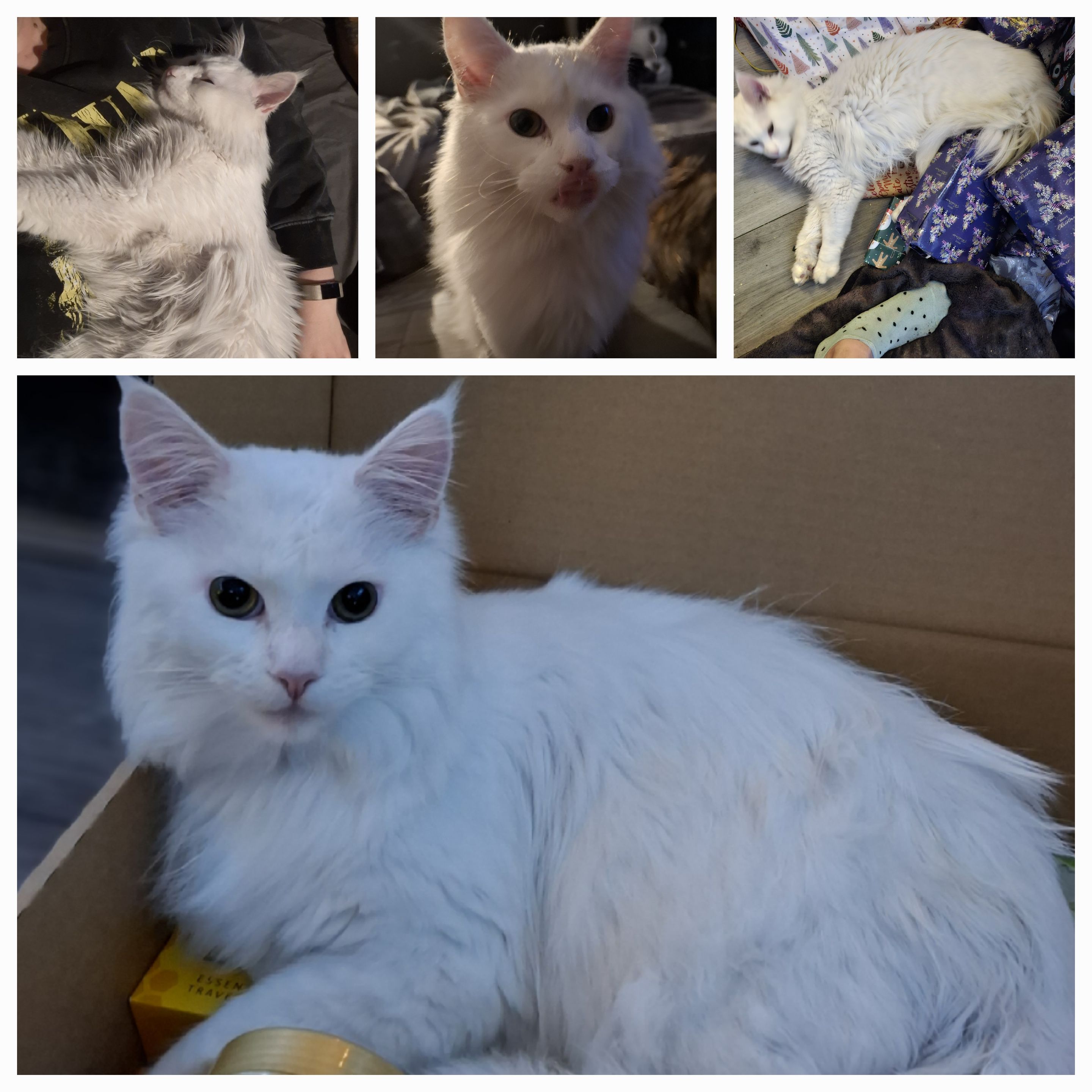 Castiel - Prince's Street, Spalding