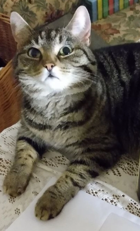 Telly - Hauptstraße, Kutzenhausen