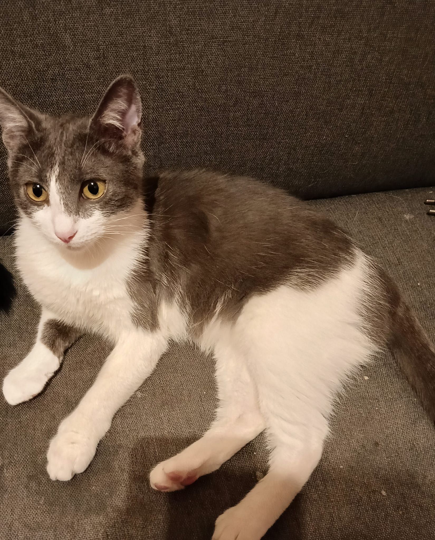 Griuța - Strada Cameliei, Ploiești