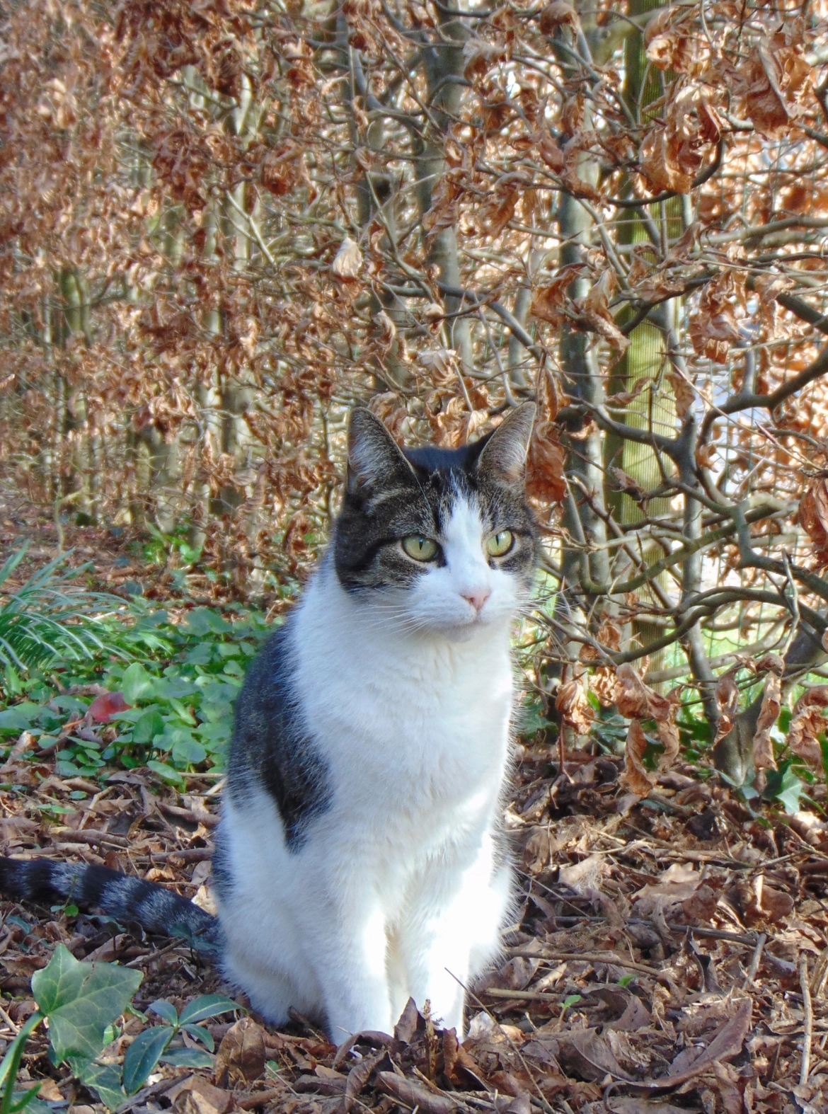 Snoetje - Molenstraat, Groessen