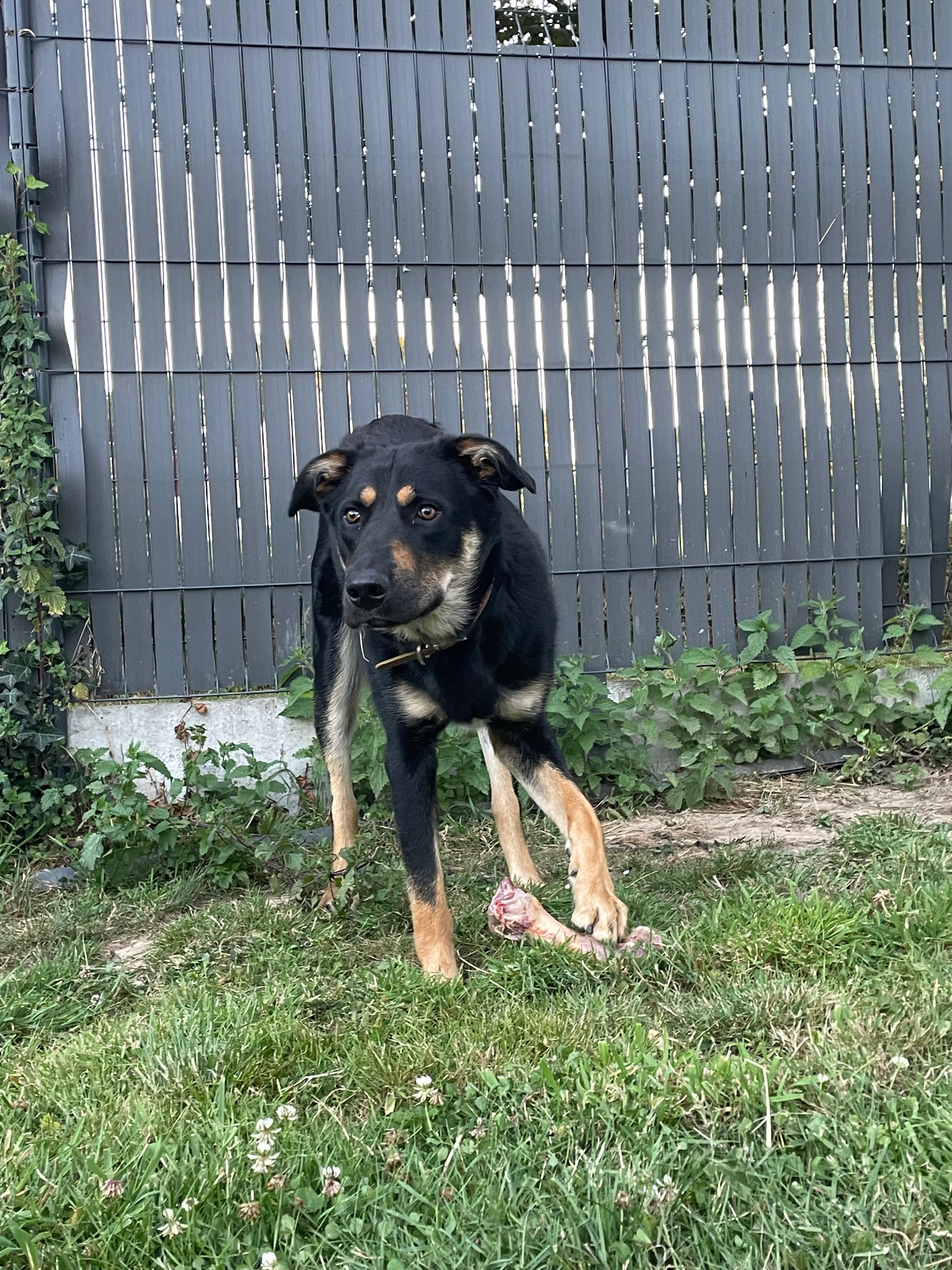 Vados - La Croix Auray, Langan