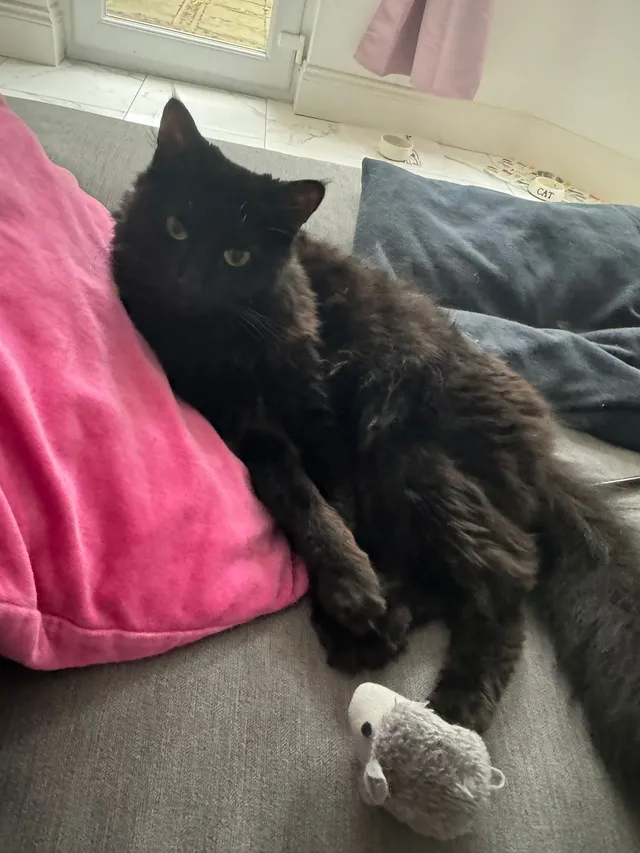 Polly - Charles Babbage Close, Chessington