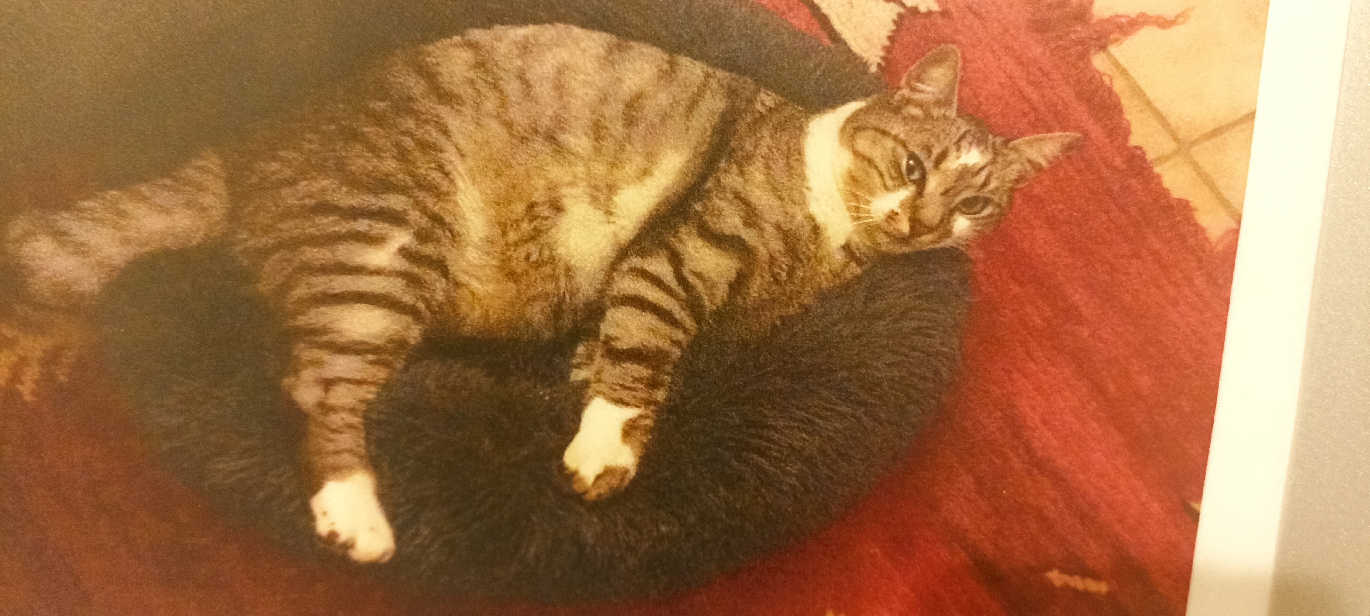 Orion  - Route de Velleron, Le Thor