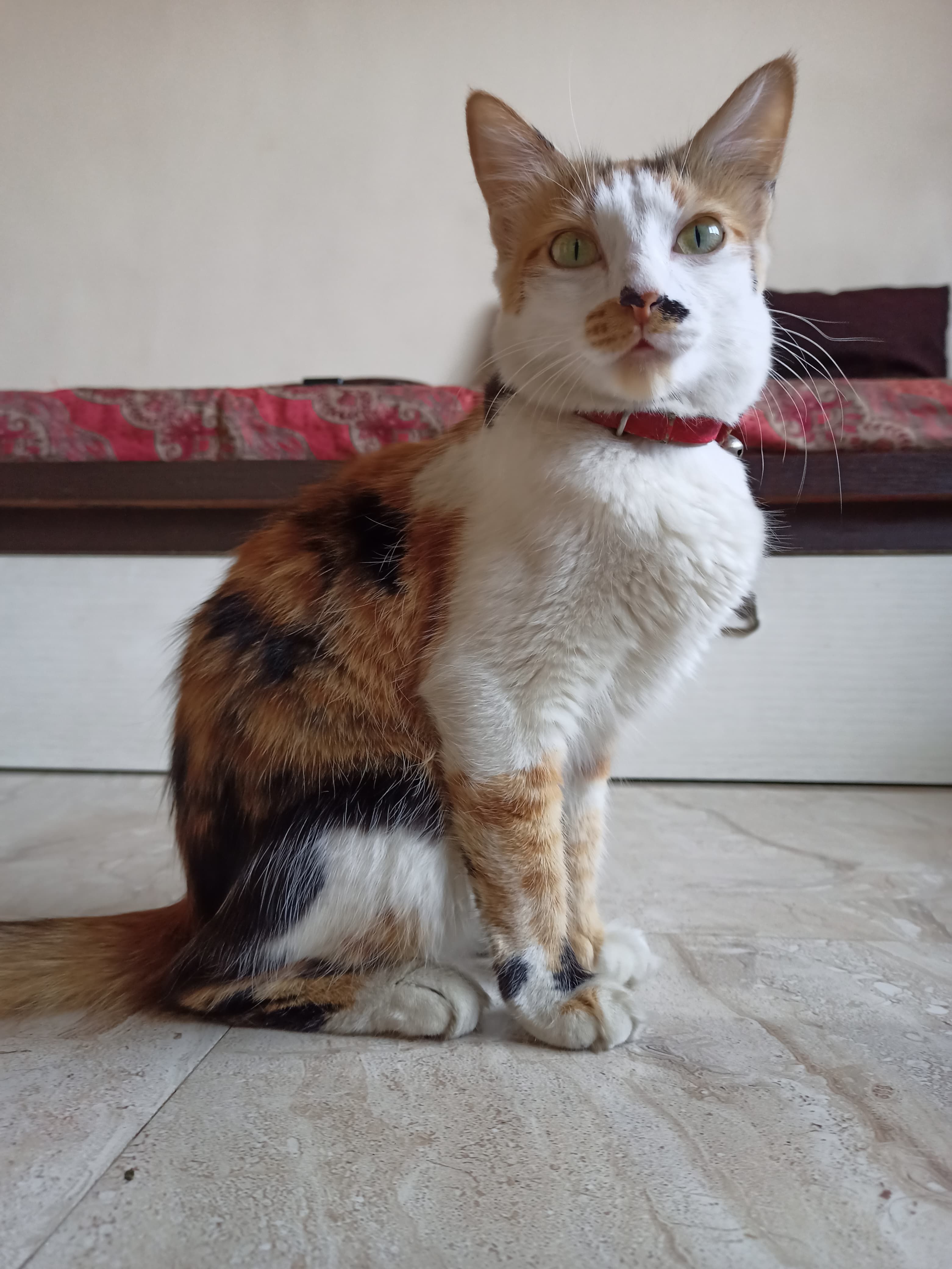 Riwa - Bavdhan Gaon Rd, Mulshi