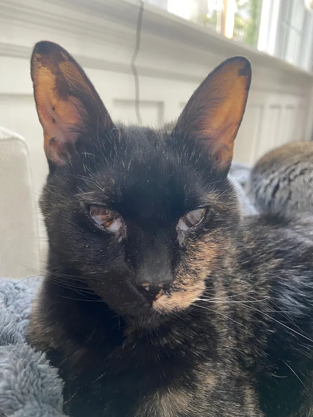 Emma - Meroke Ln, Rocky Point