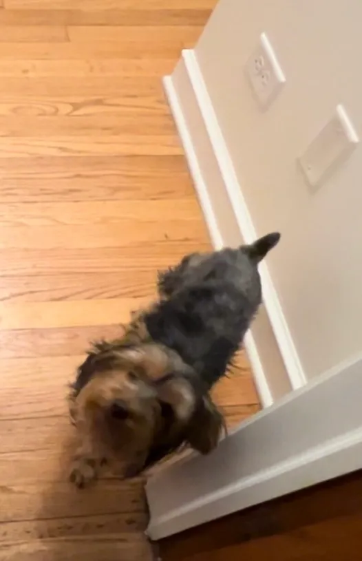 Brownie - 60655, Chicago