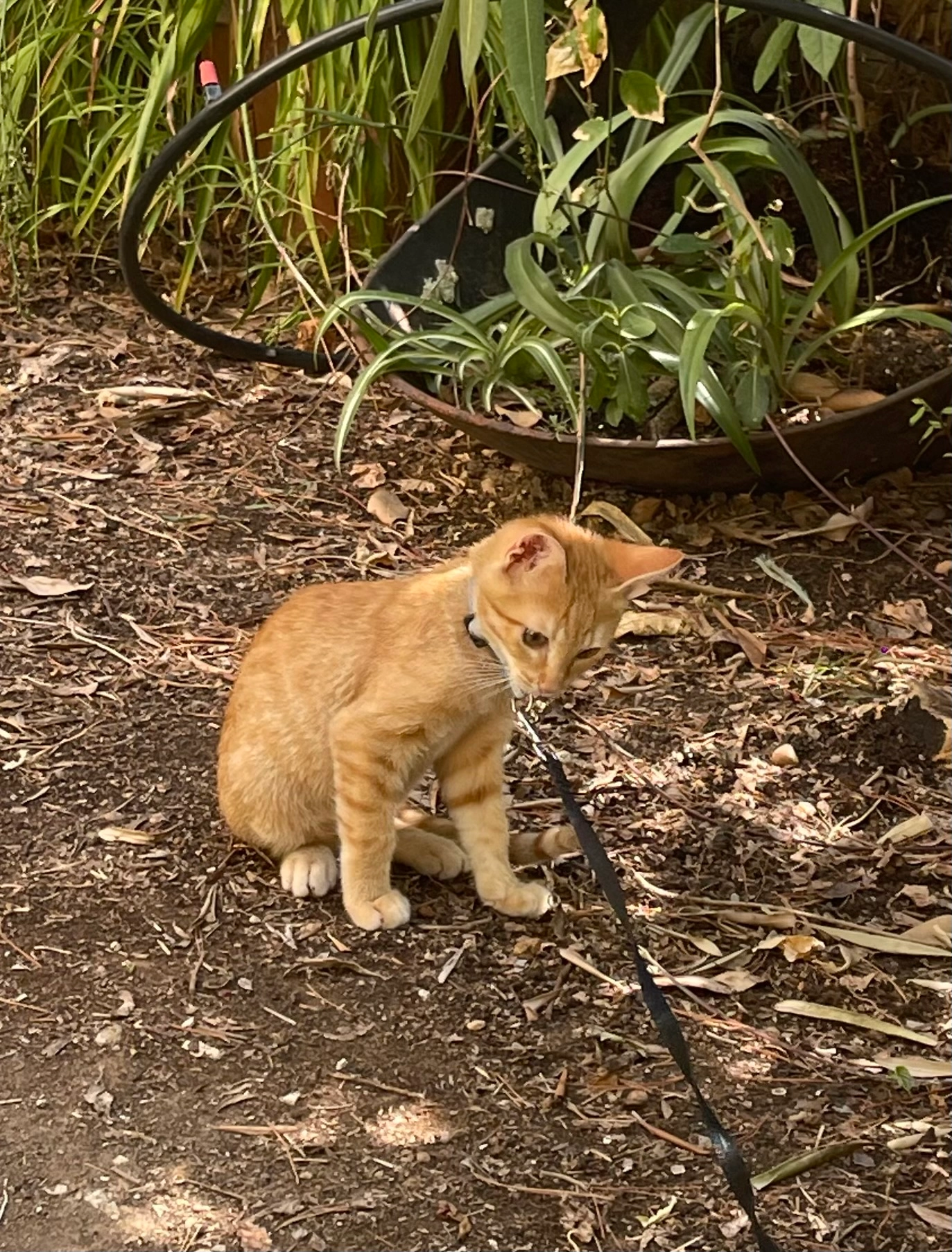 GINGER  - 26 Avenue Gattamua, Nice