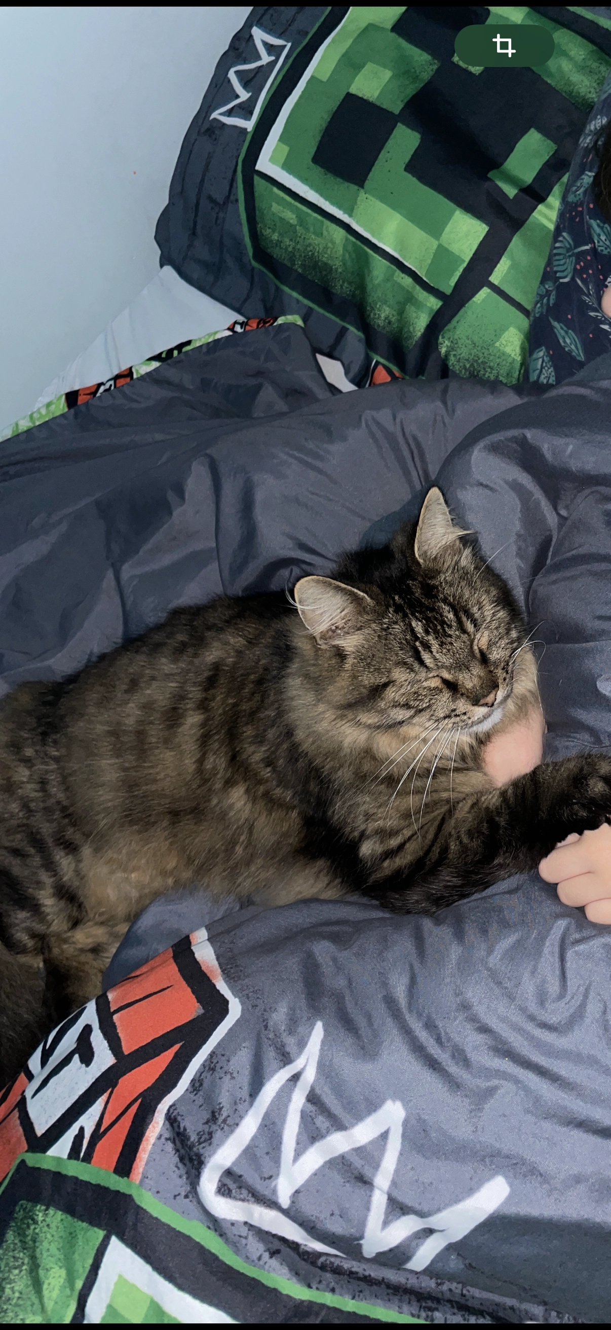 Masha  - 43 Rue Alfred Giard, Valenciennes