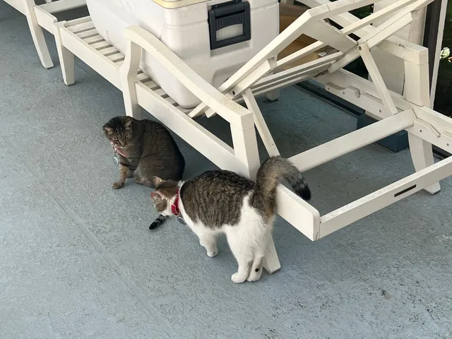 yume and ame. 2 cats missing  - Arbor Circle, Celebration