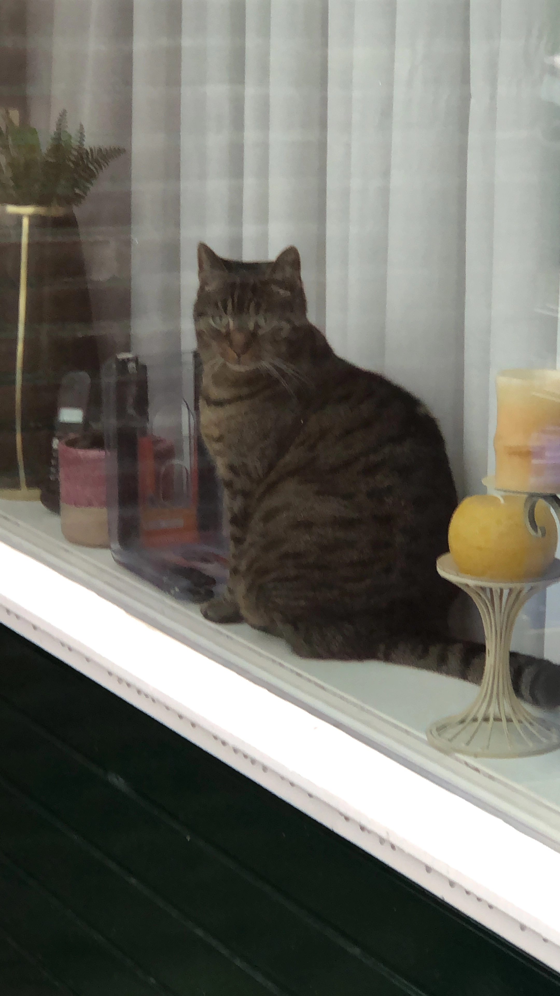 Poes  - Multatuliweg, Delft