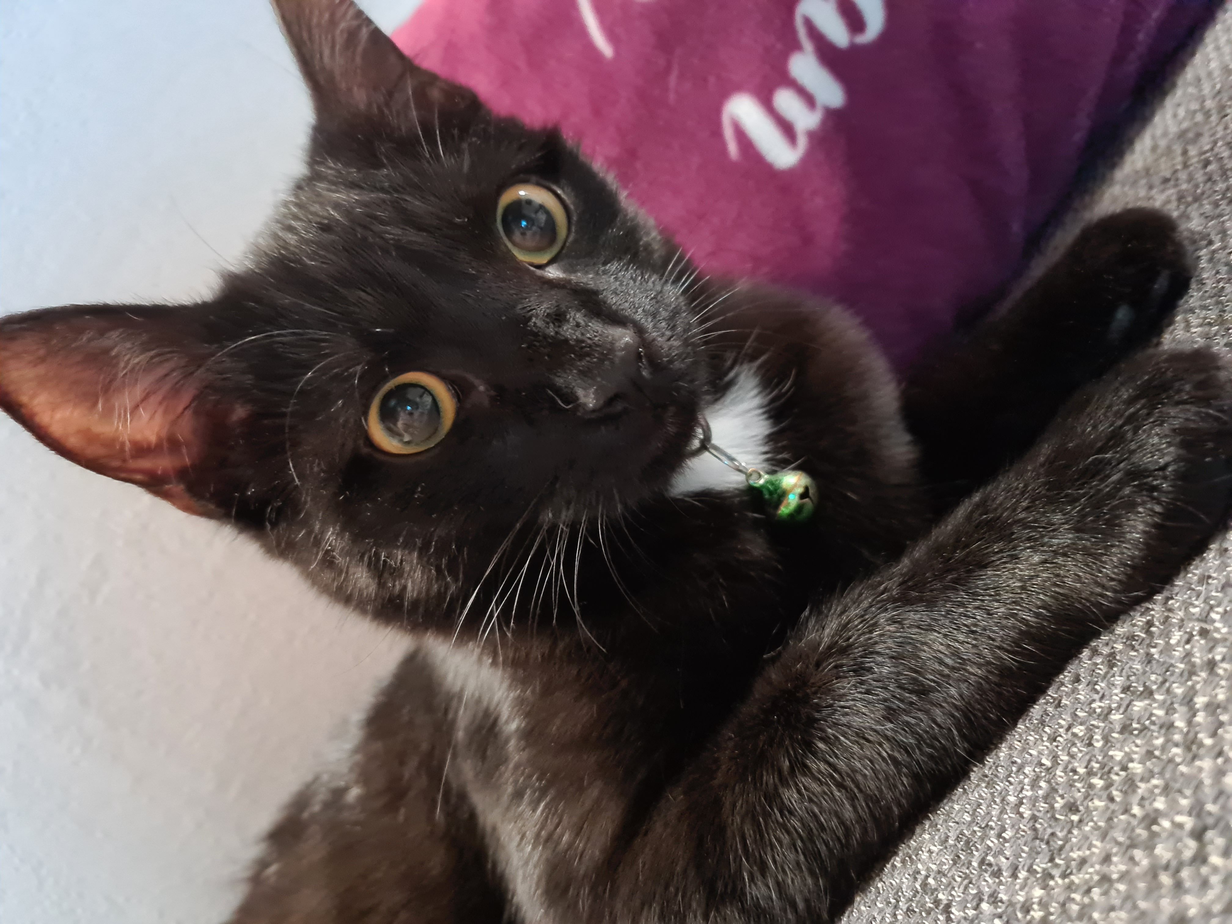 Bagheera - Dinglreit, Vilshofen an der Donau