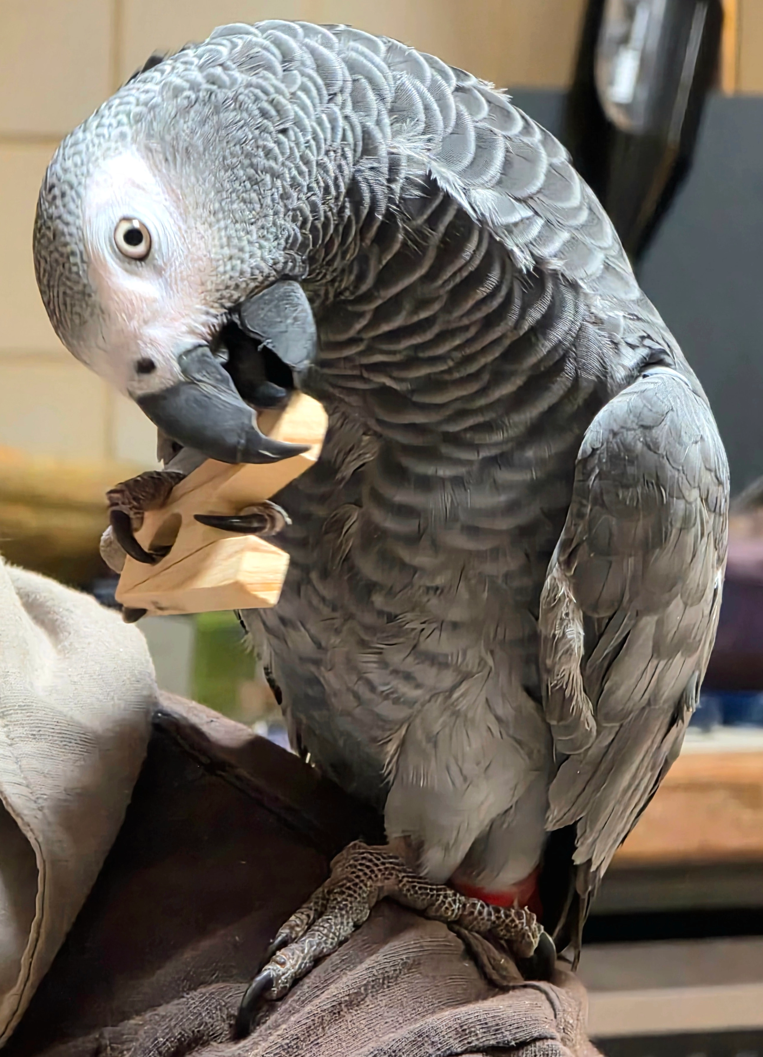 Louna  - Rue De L'église, Le Vanneau-Irleau