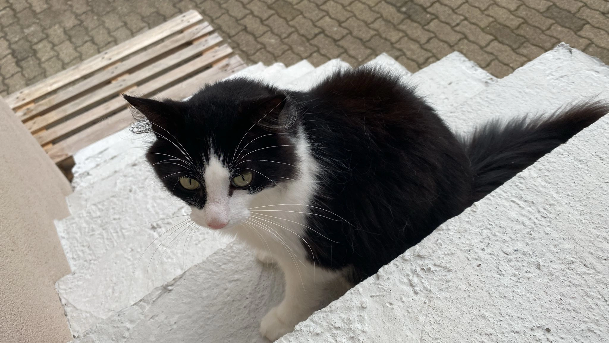 Marley - 14 Rue des Violettes, Drusenheim