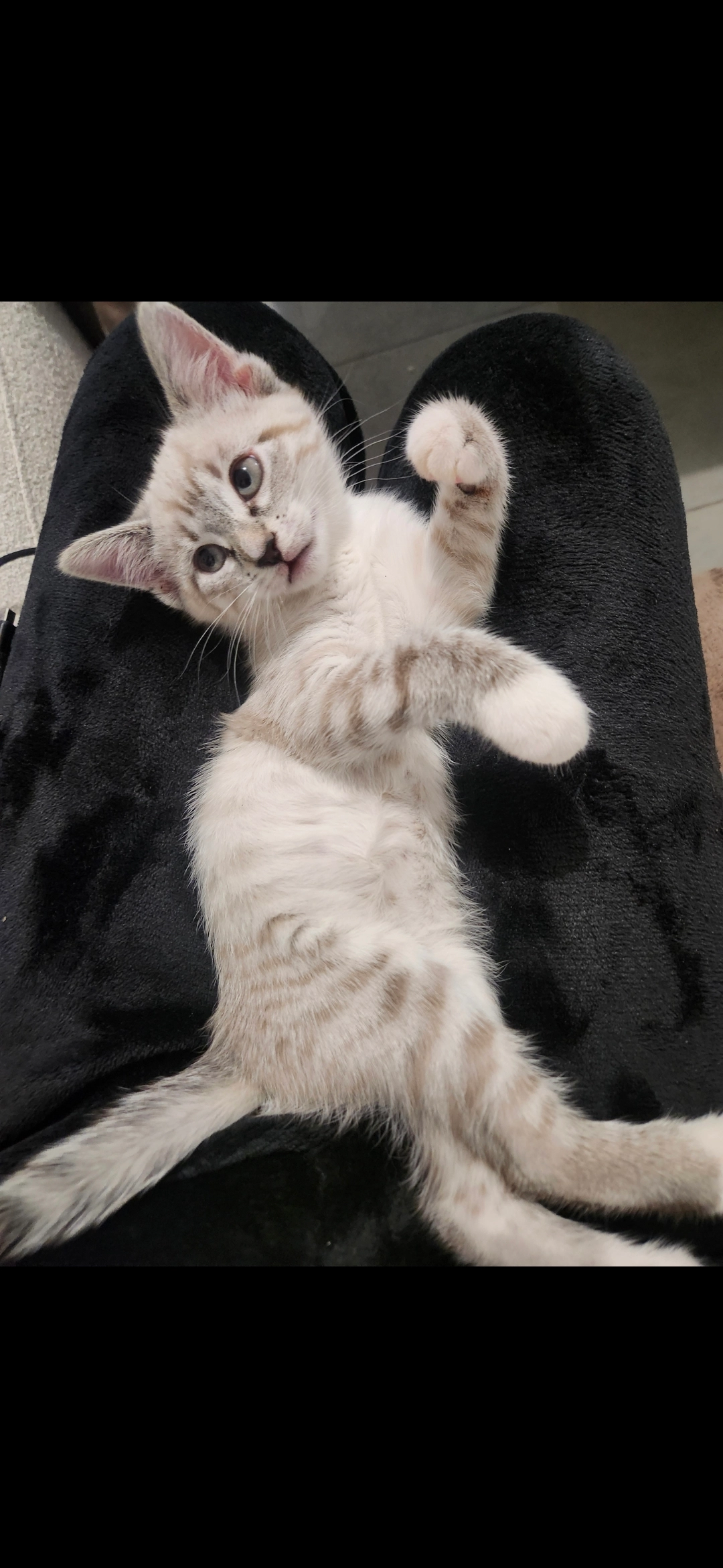 Nala - 8 Rue Jules Renard, Saint-Pathus