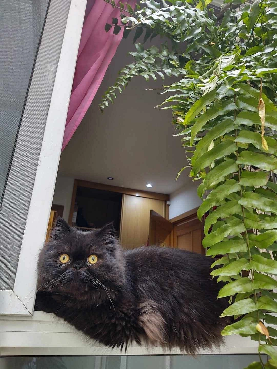 Zulu - C/Miguel Monzo num4, Alboraia