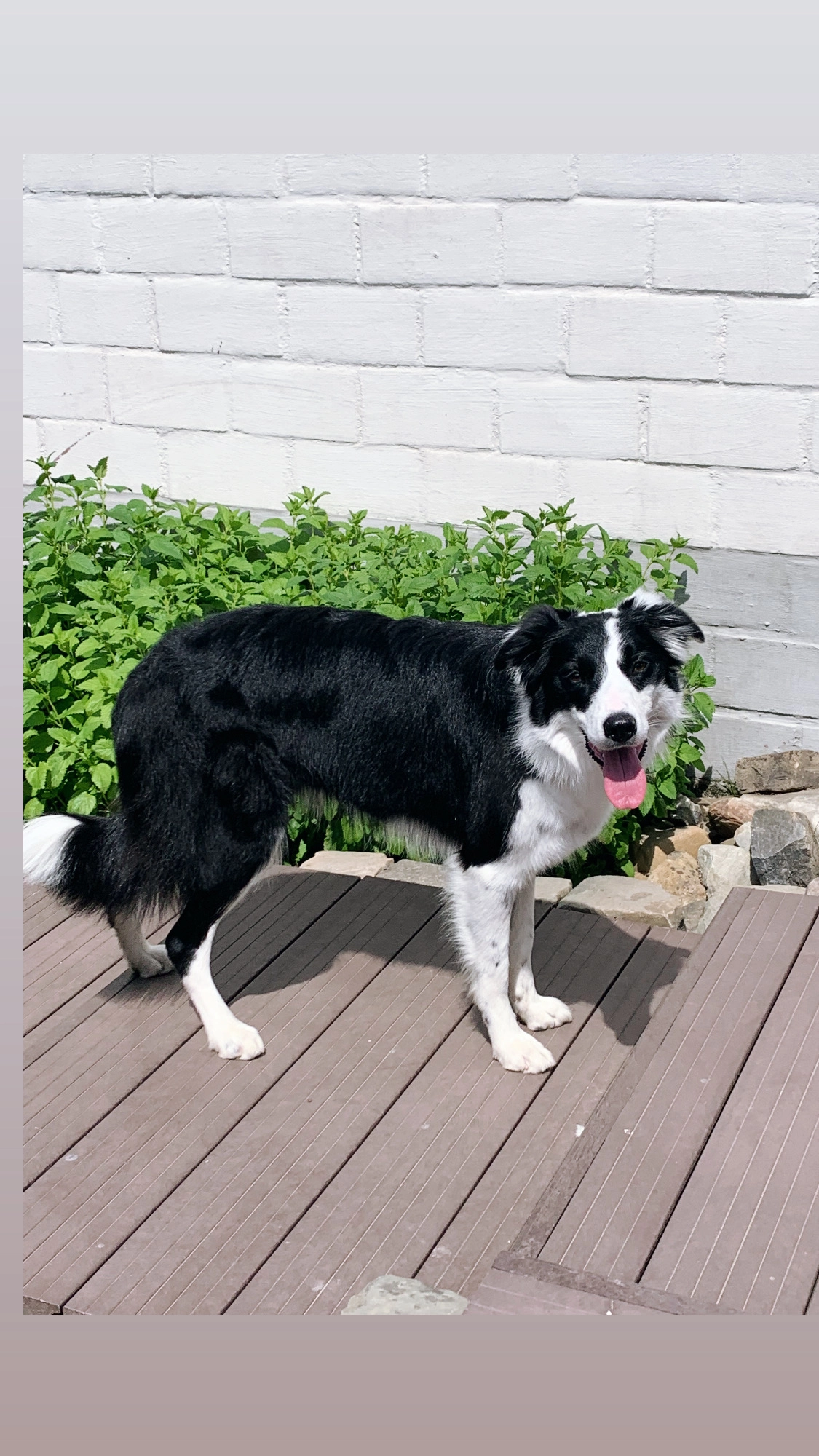 Zappa - Dennenbosstraat, Herk-de-Stad