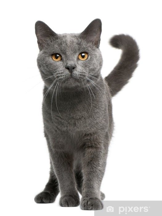 Milo - Ynysmaerdy Terrace, Pontyclun