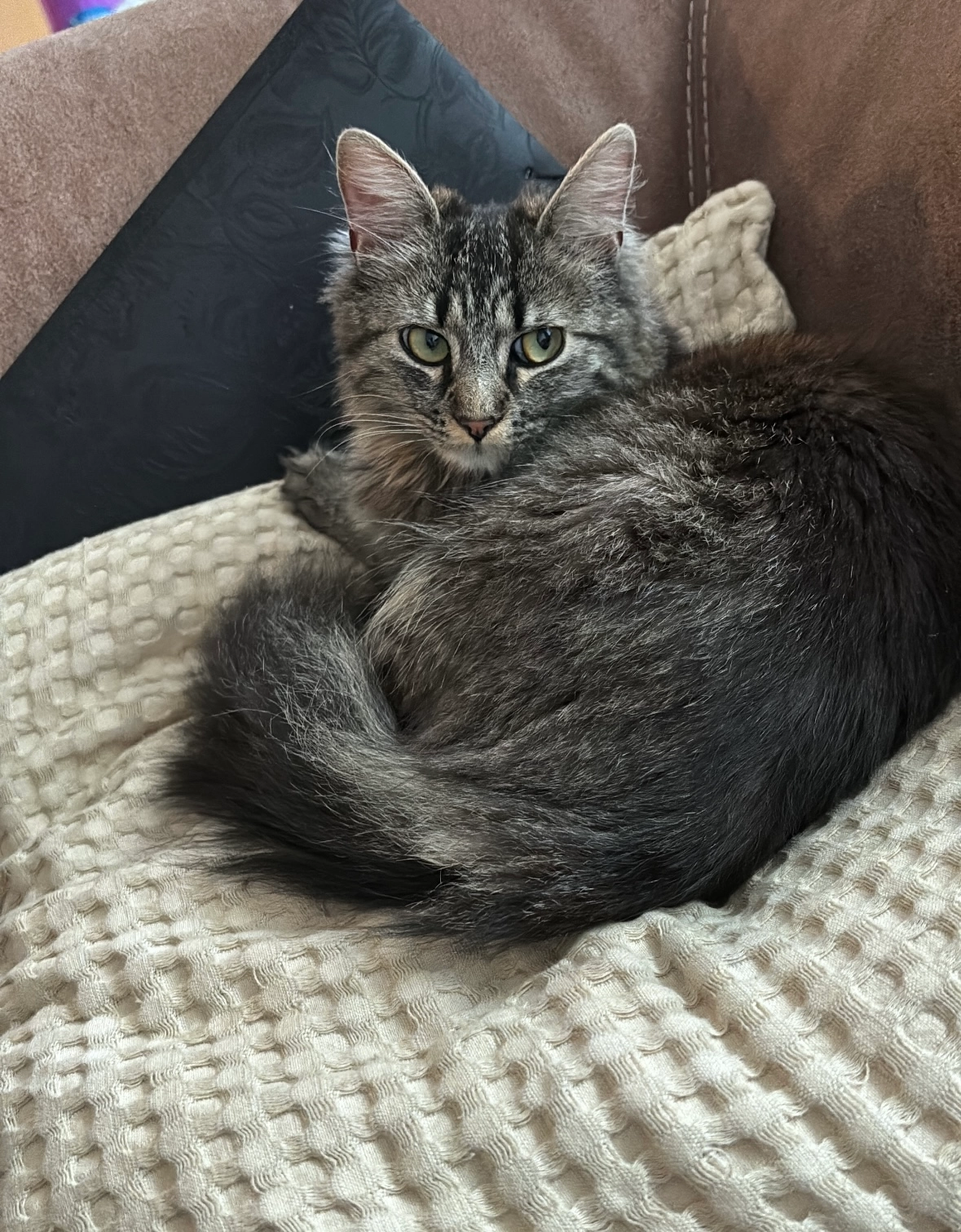 Nala  - 52 Rue du Général Leclerc, Lys-lez-Lannoy