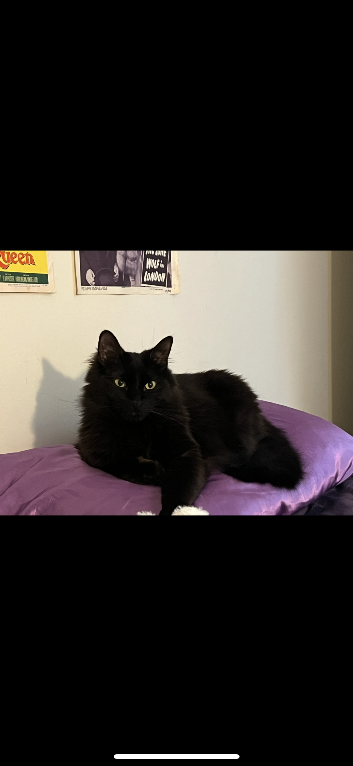 Pigeon - Calle Playa De La Ballena, Rota