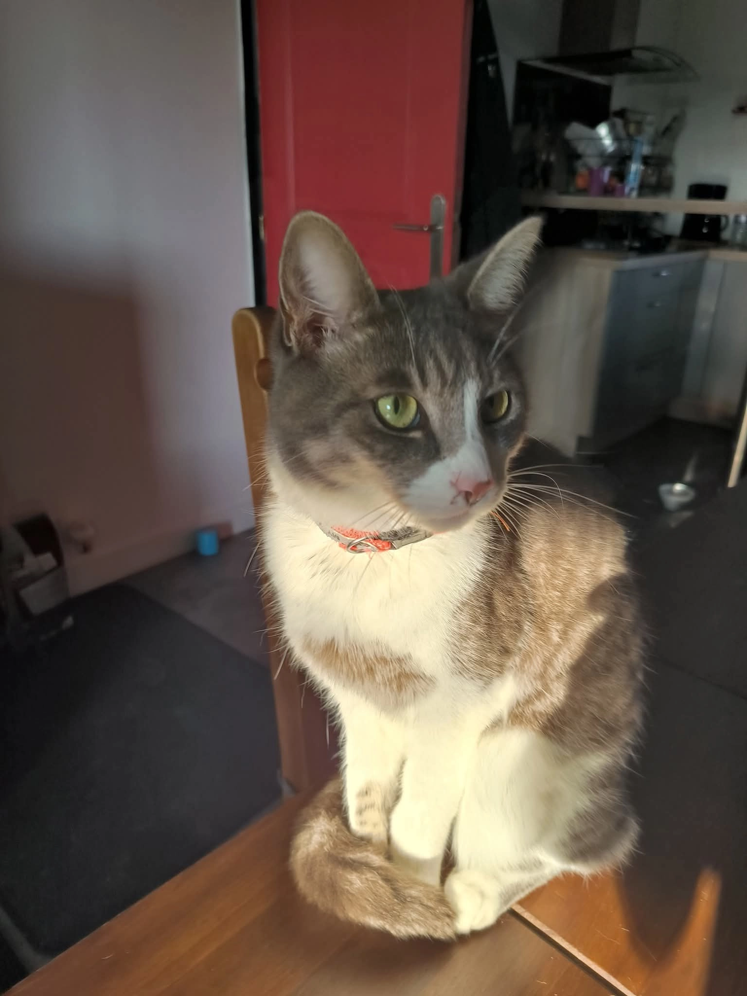 Hambo - Rue de la Polhaie, Saint-Gildas-des-Bois