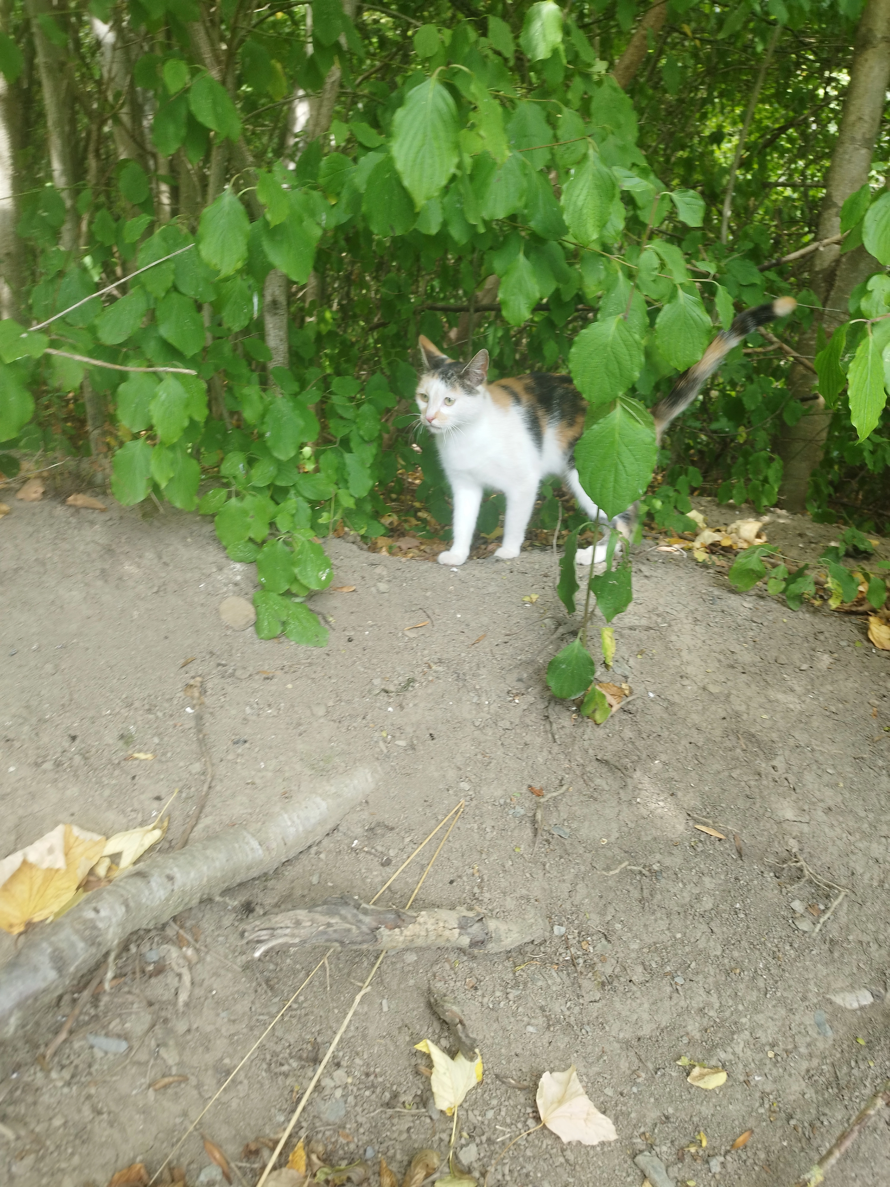 Helga - Hubertusquelle, Blankenburg