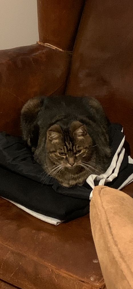 Choupette - Rue Des Champs Bretons, Jouy-le-Potier