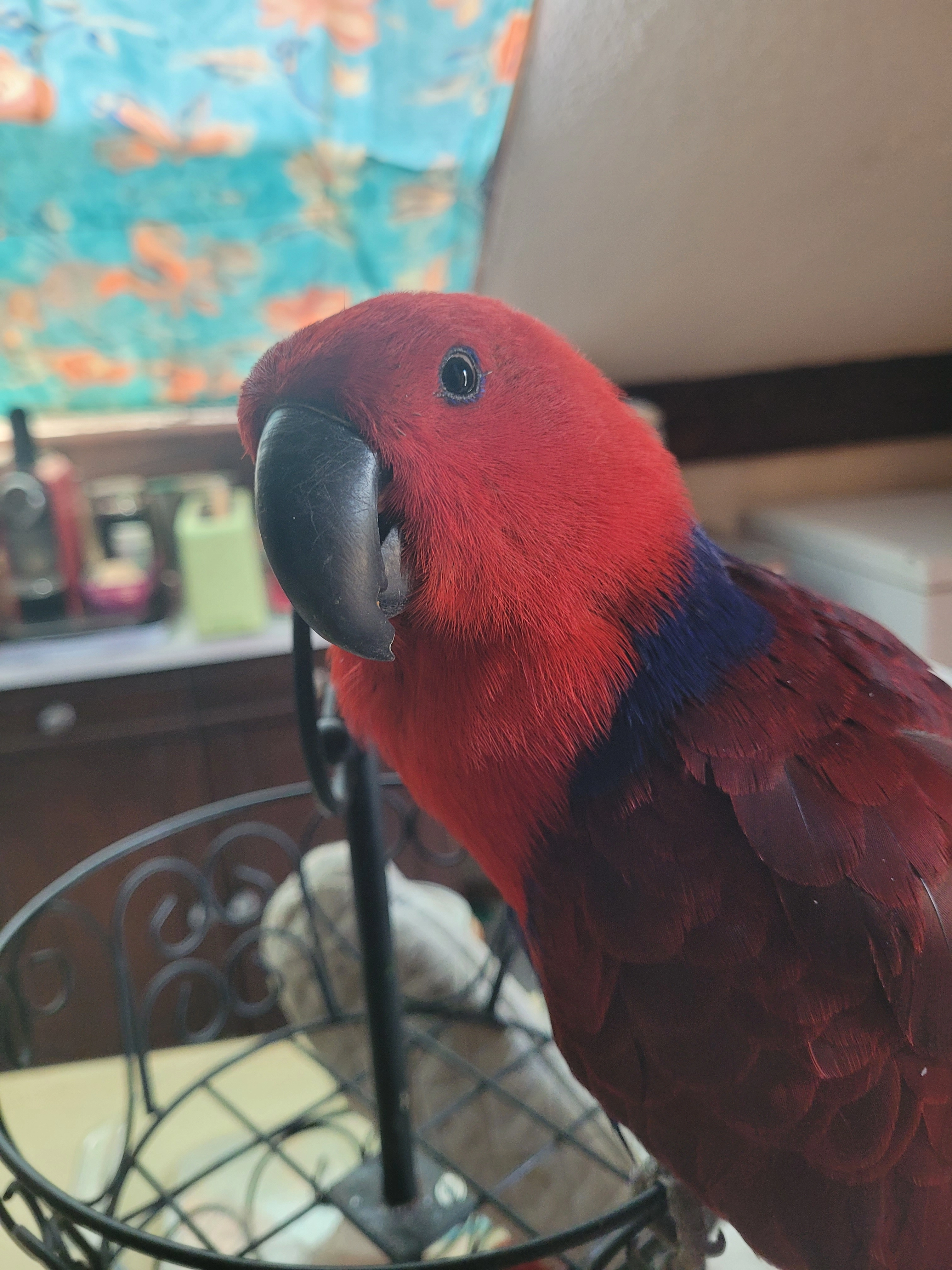 ruby  - 73390, Chamousset