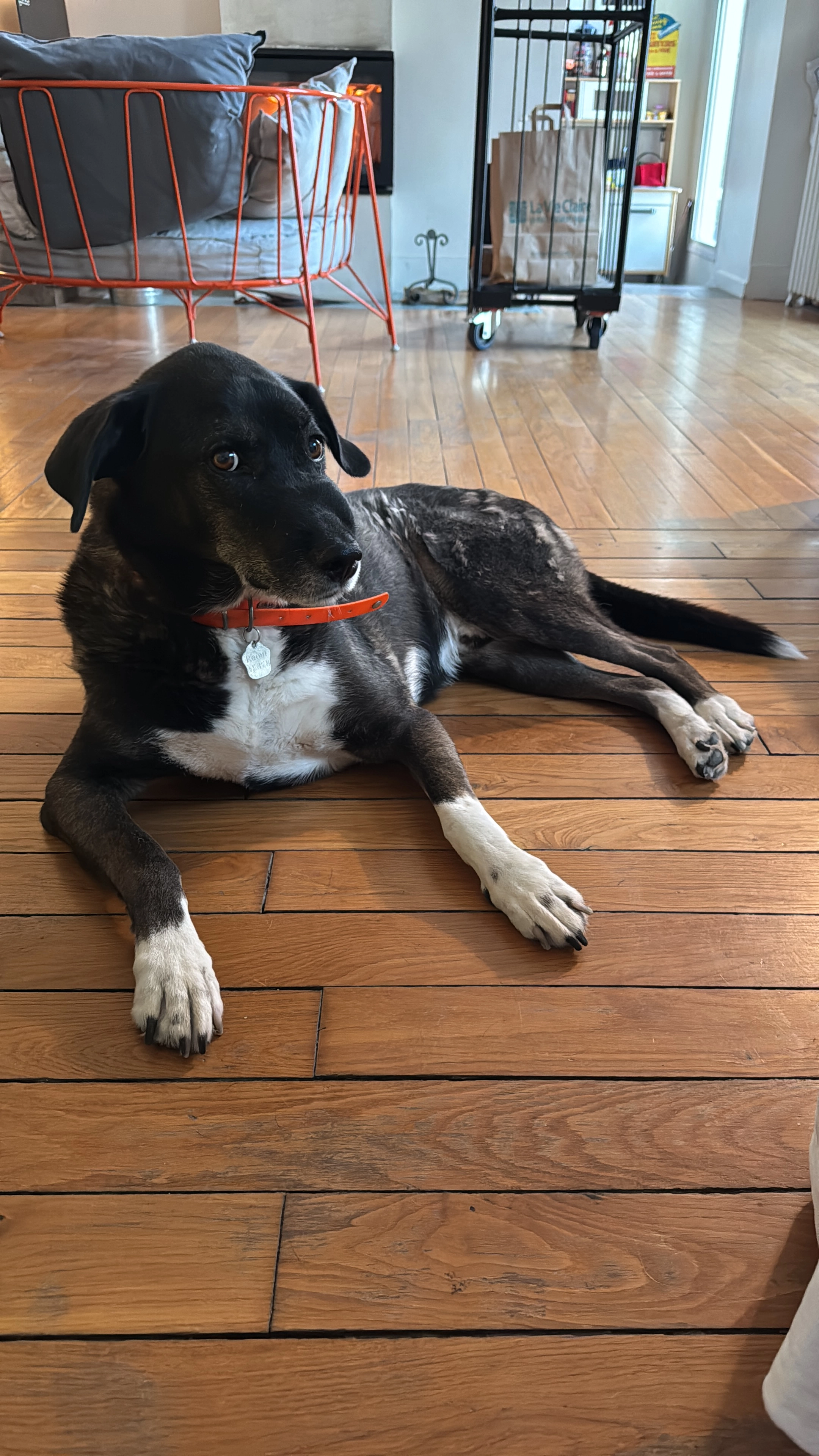 Raoul - 17 Villa Brimborion, Sèvres