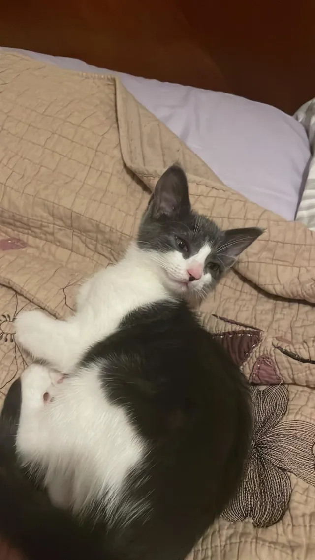 Oreo - 2126 Benson Ave, Brooklyn