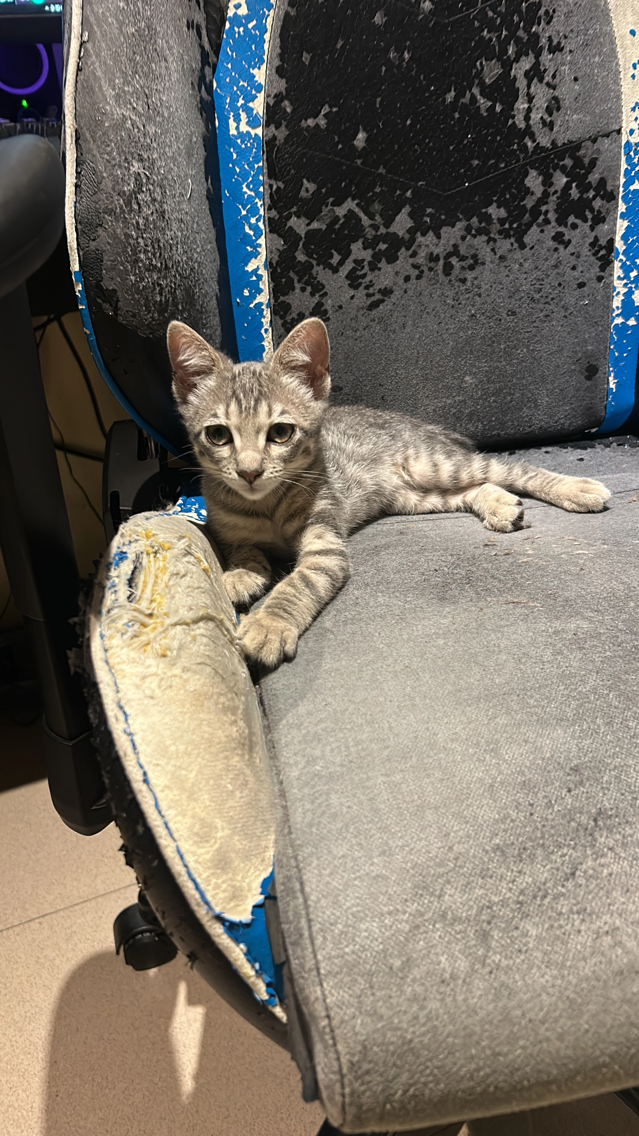 Zeta - Carrer De La Universitat De Montpeller, Girona