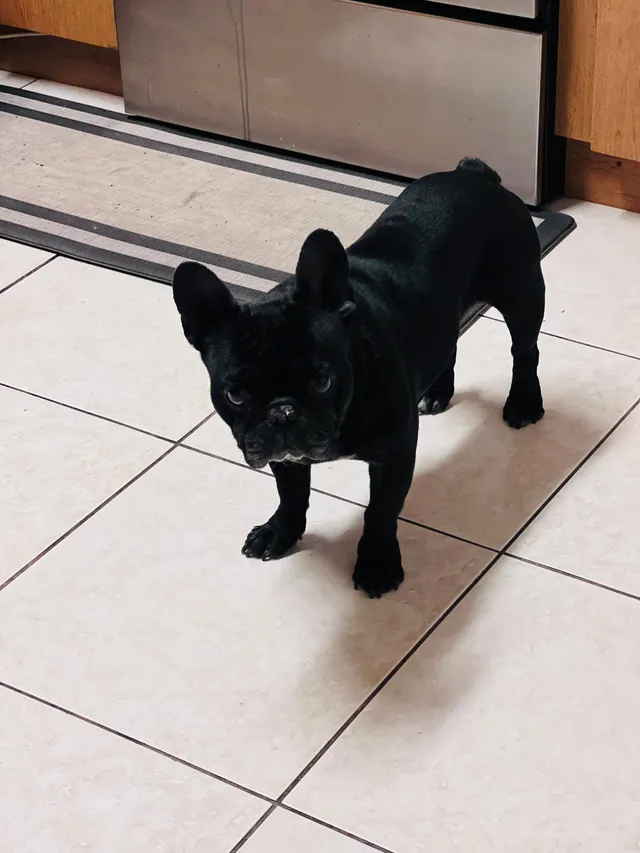Oreo  - 10881 SW 6th St, Miami