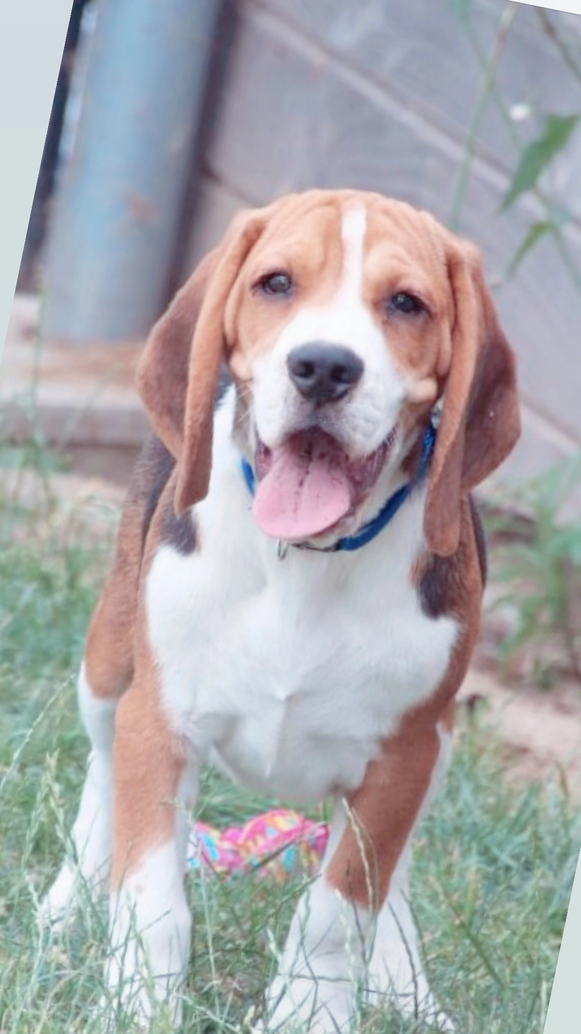 Beuck - Rue Du Héron, Compans