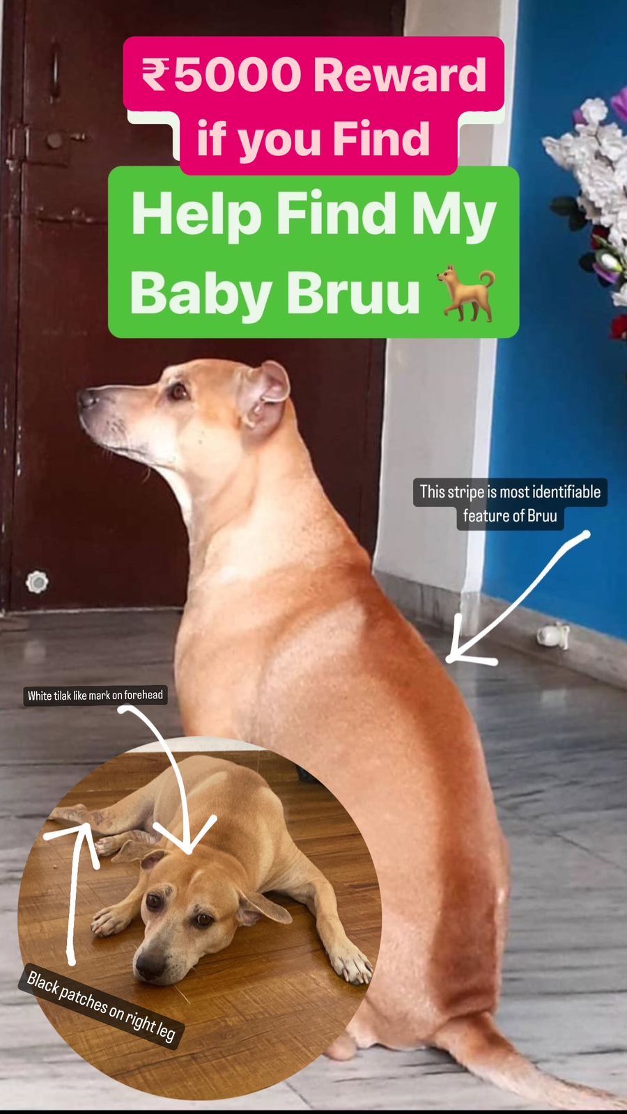 Bruu - Naupada, Thane