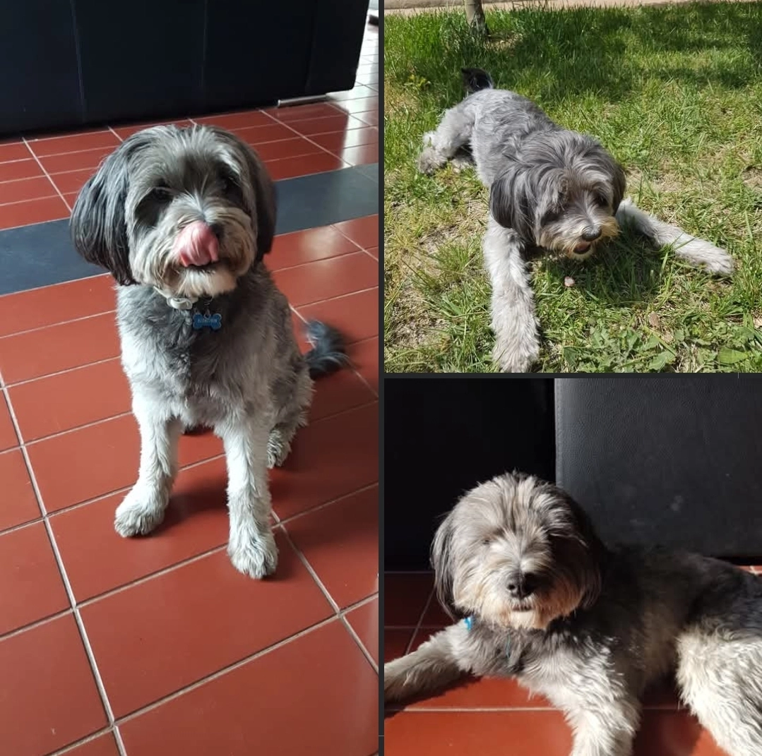 Wings - La Masia, Vidreres