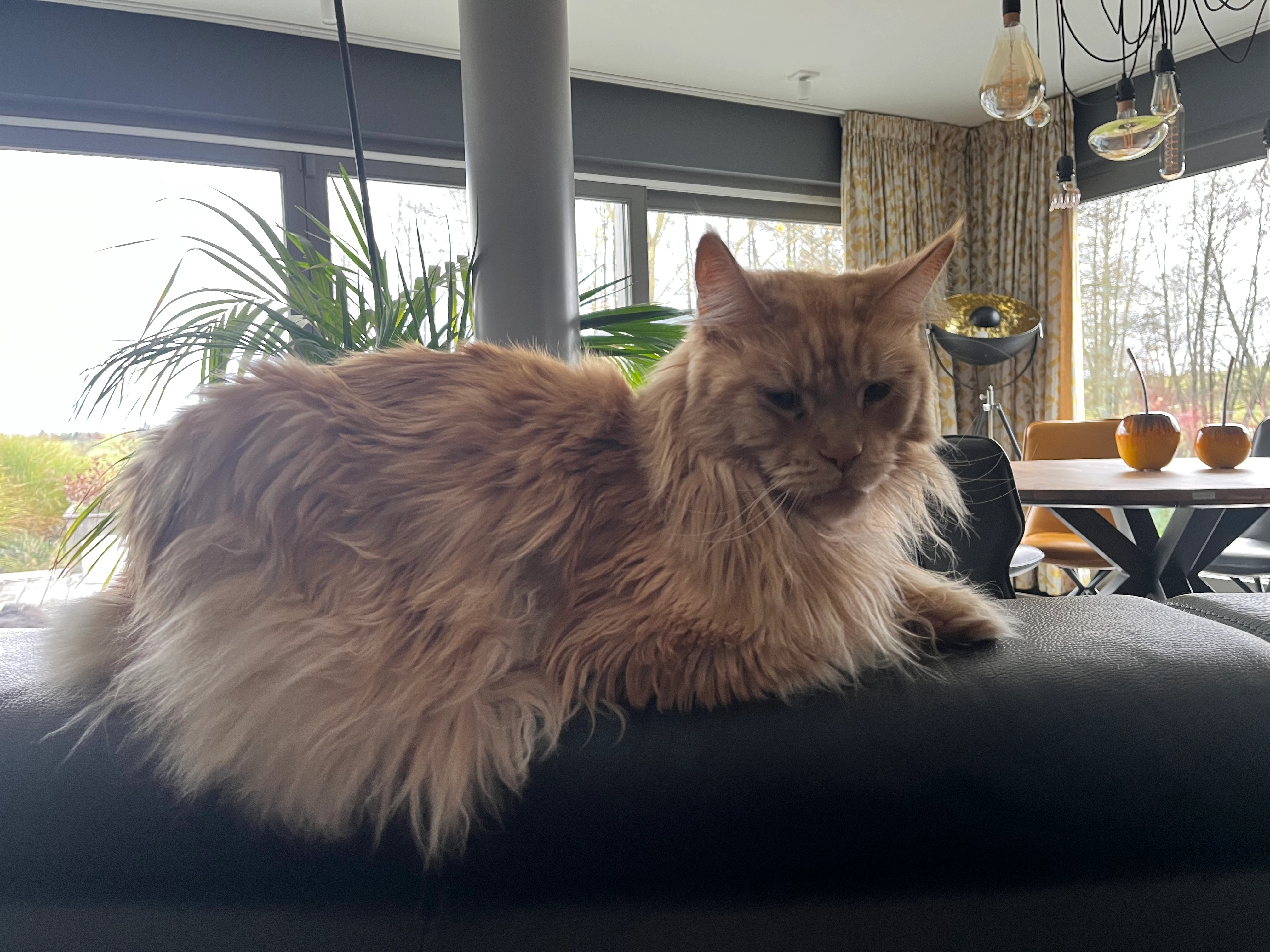 Ratatouille  - 1 Rue de Steinfort, Steinfort