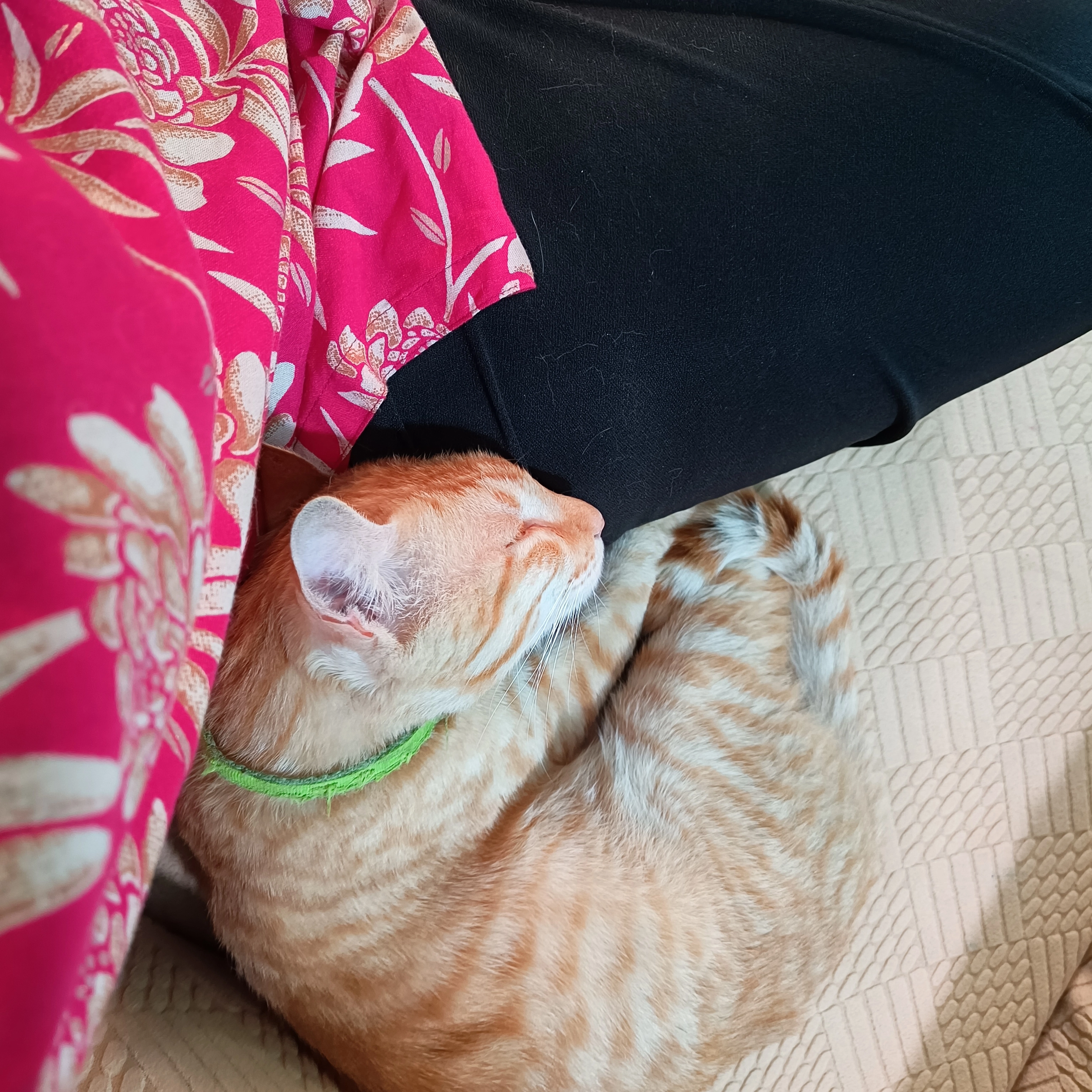 Goldie - Sundar Tol, Jorpati