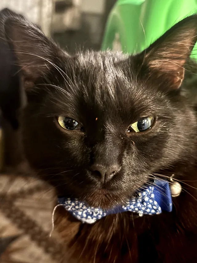 OSO - South Yukon Avenue, Inglewood